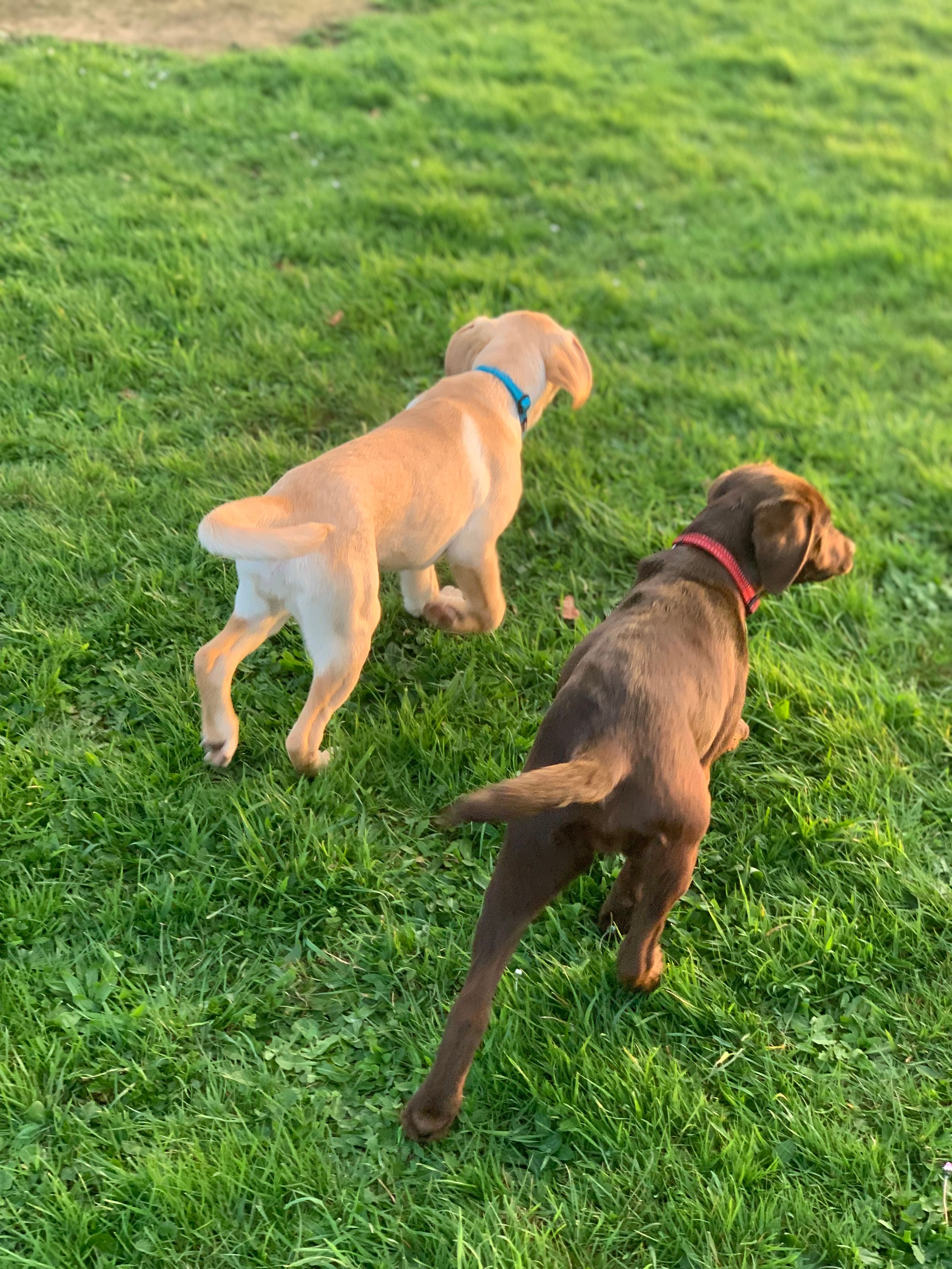 Dog walking & Pet Sitting Auckland | Pups in Motion NZ's image