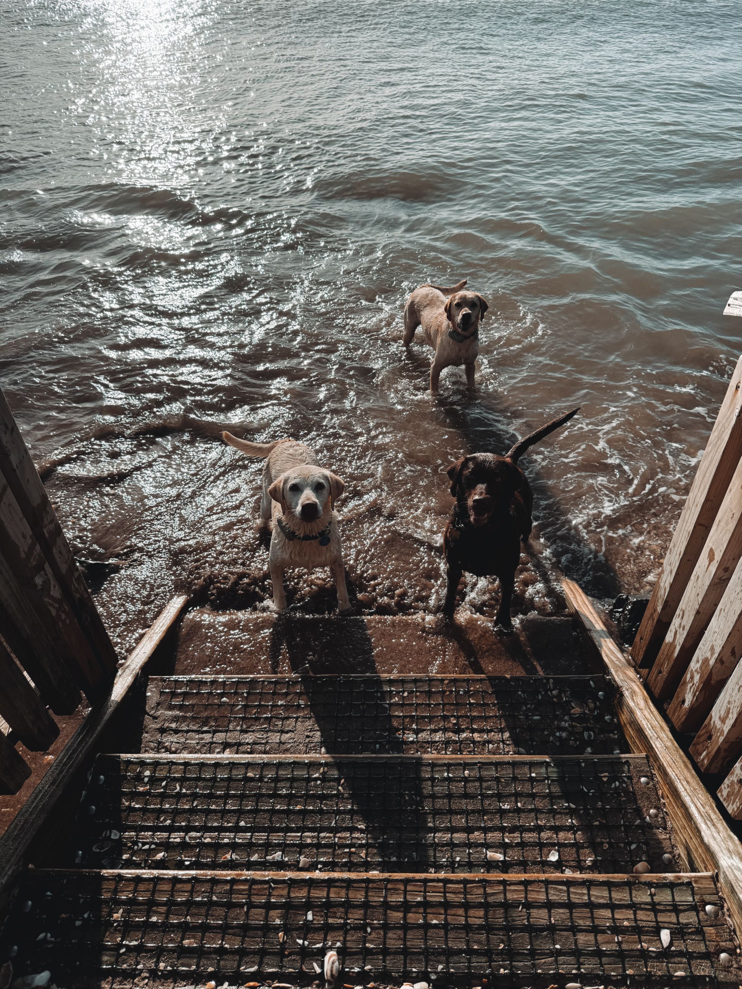 Dog walking & Pet Sitting Auckland | Pups in Motion NZ's image