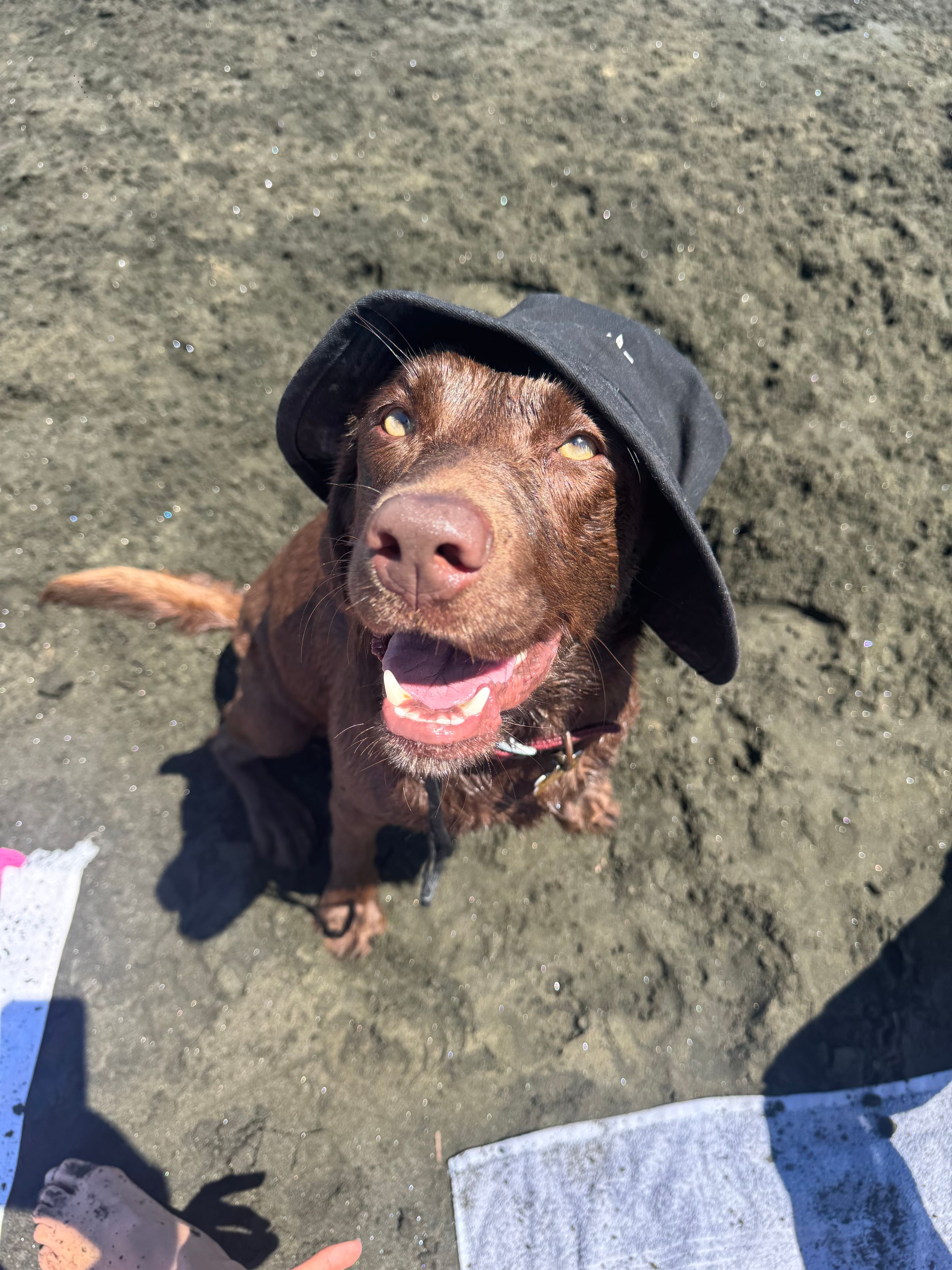 Dog walking & Pet Sitting Auckland | Pups in Motion NZ's image