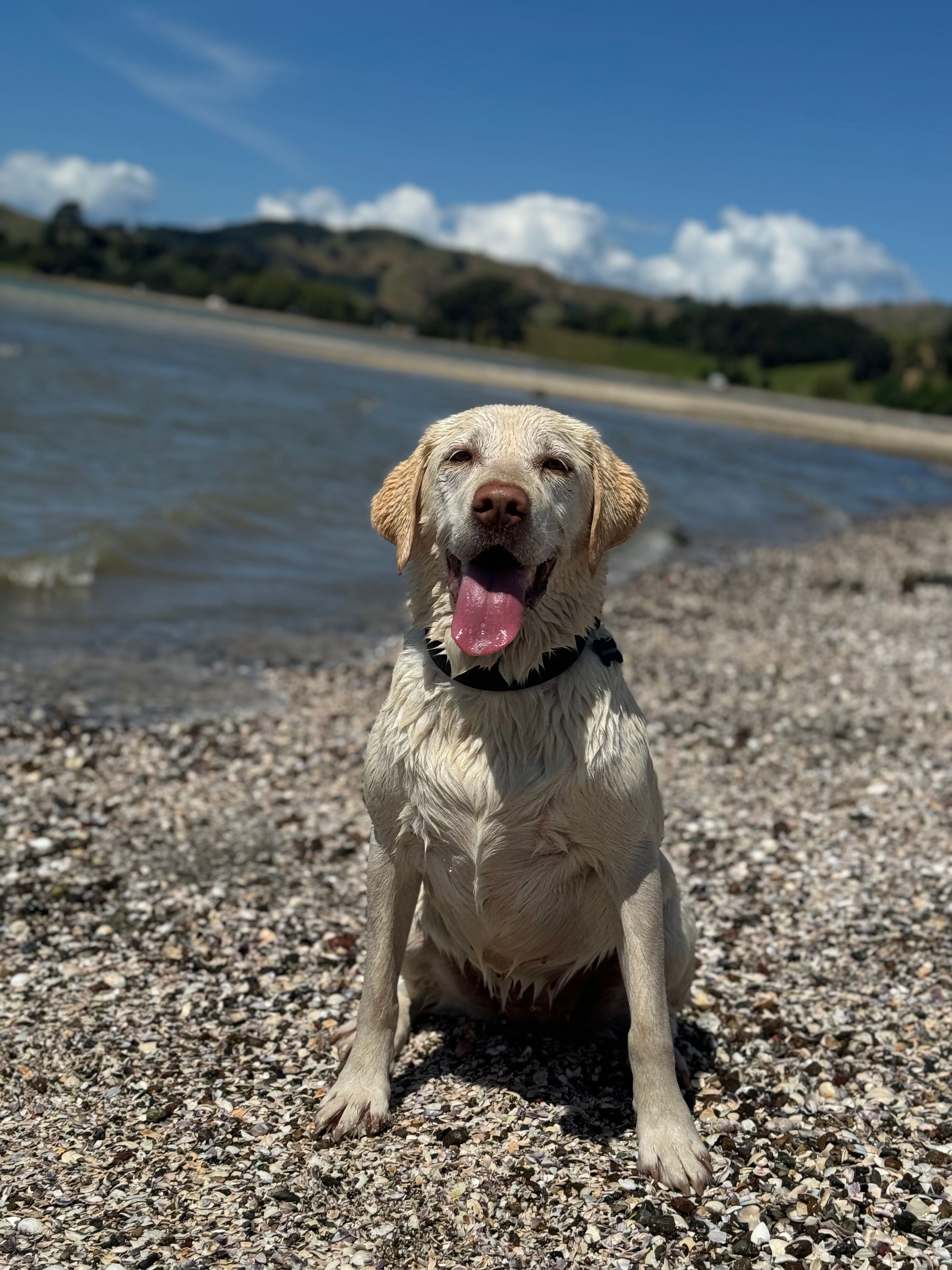 Dog walking & Pet Sitting Auckland | Pups in Motion NZ's image