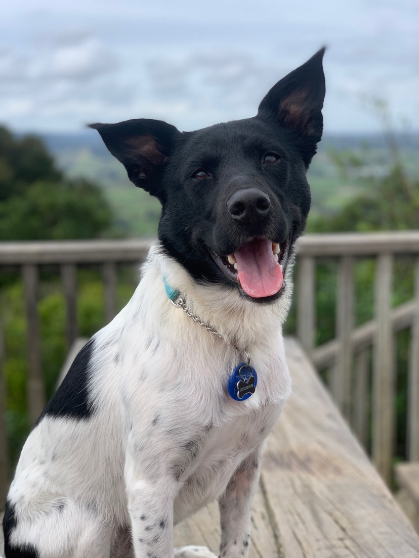 Dog walking & Pet Sitting Auckland | Pups in Motion NZ's image