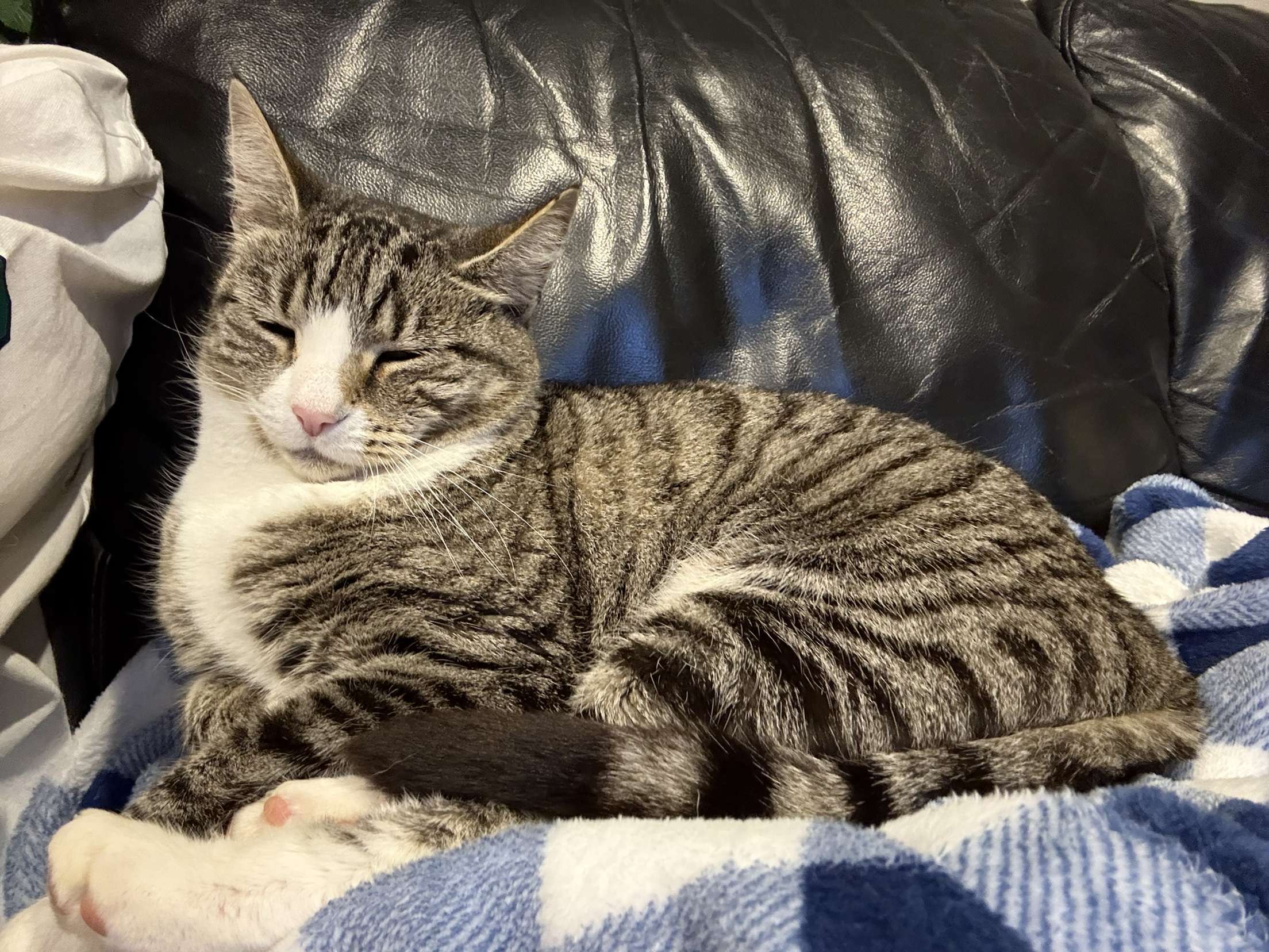 Dog walking & Pet Sitting Auckland | Pups in Motion NZ's image