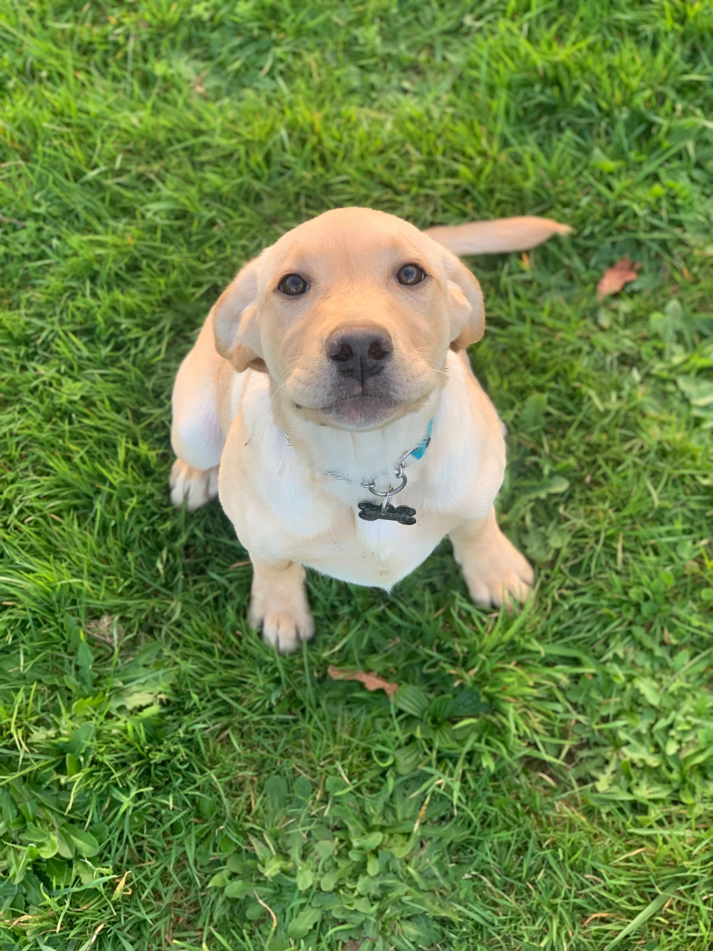 Dog walking & Pet Sitting Auckland | Pups in Motion NZ's image