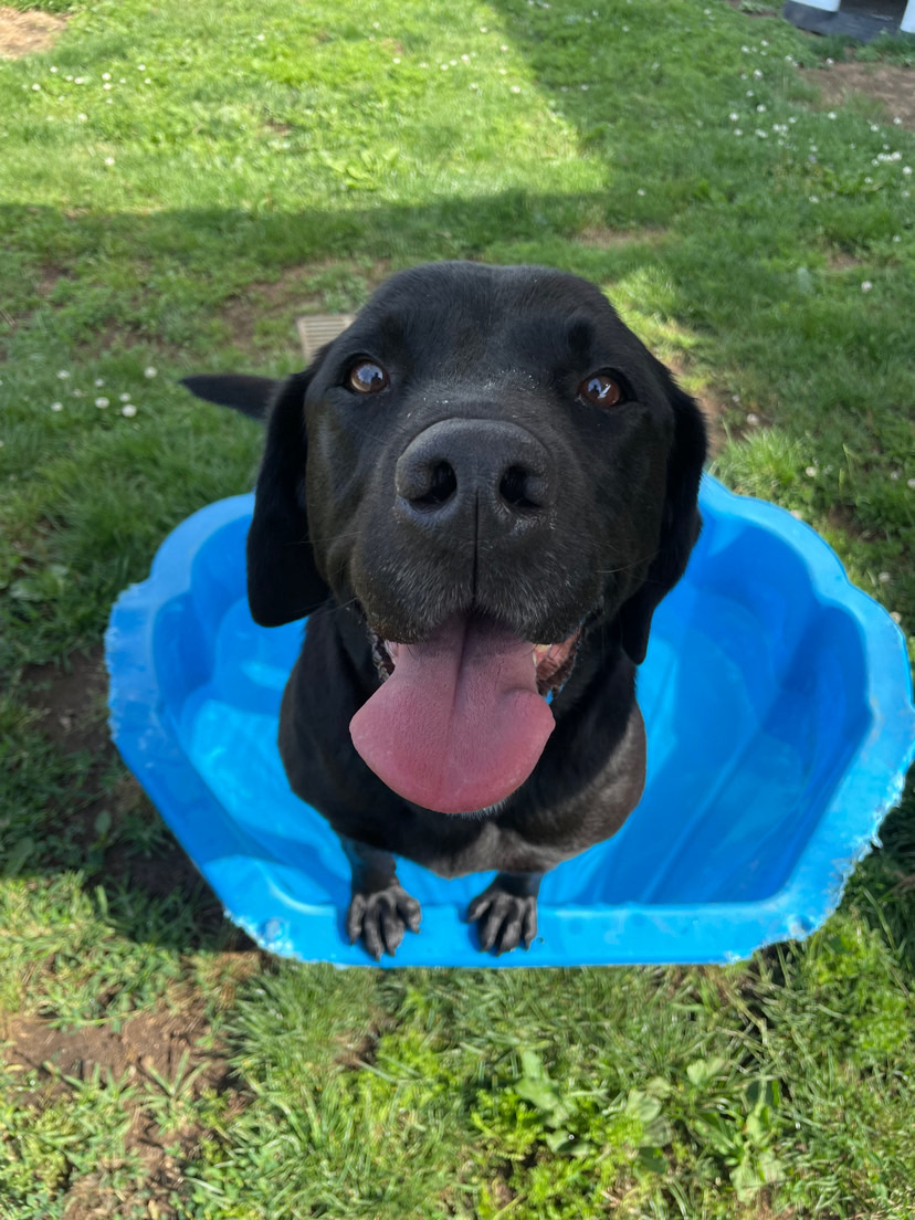 Dog walking & Pet Sitting Auckland | Pups in Motion NZ's image