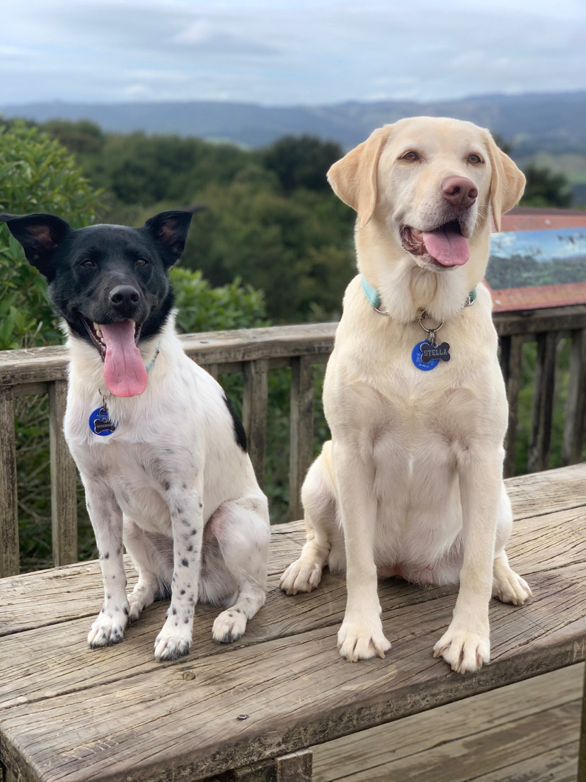 Dog walking & Pet Sitting Auckland | Pups in Motion NZ's image