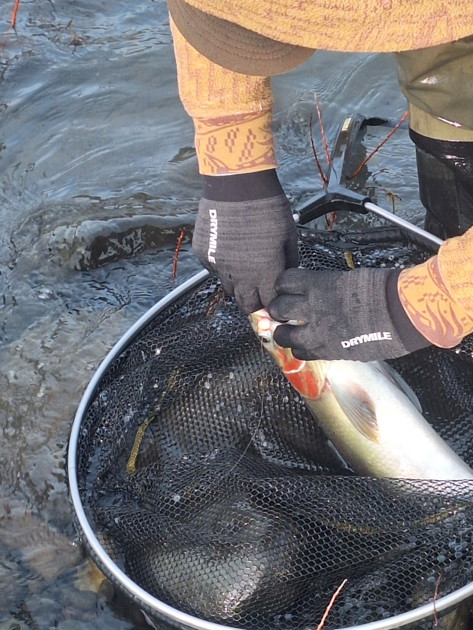 Steelhead Expeditions's image