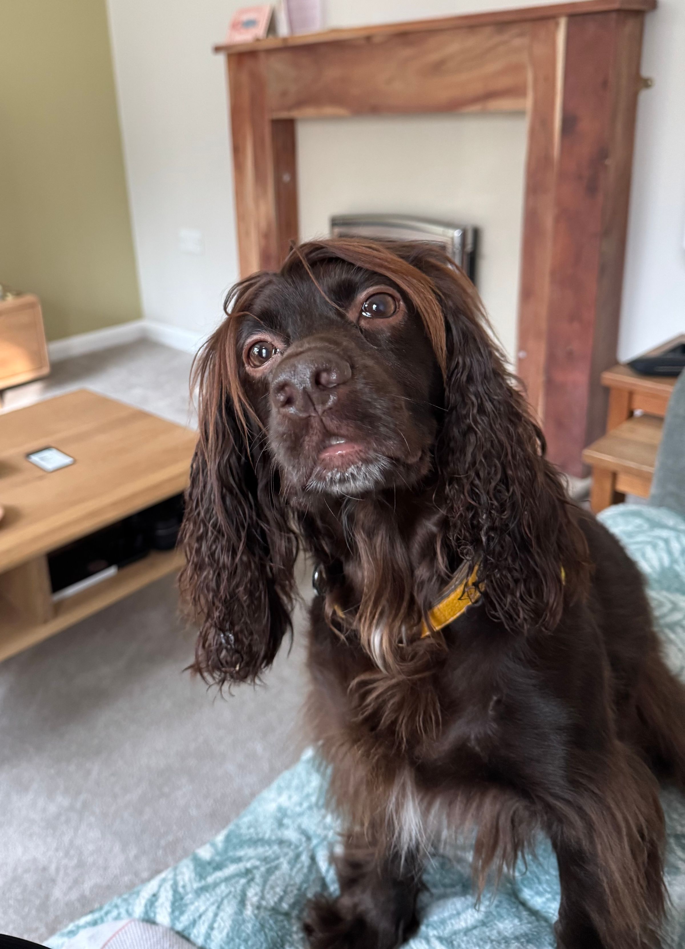 Fetch & Co | Personalised Pet Care Tailored to Every Paw's image