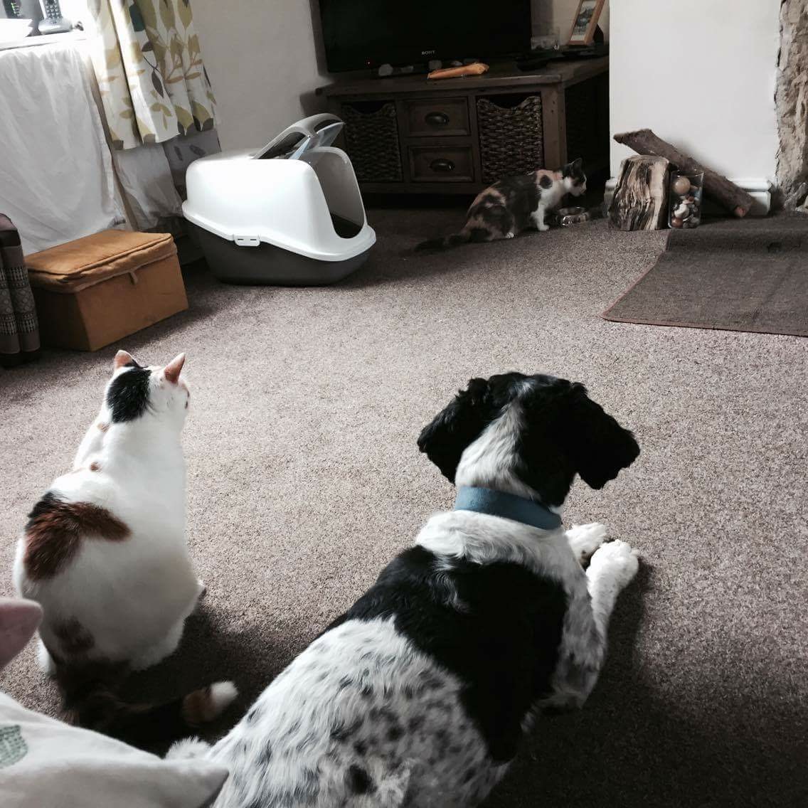 Fetch & Co | Personalised Pet Care Tailored to Every Paw's image