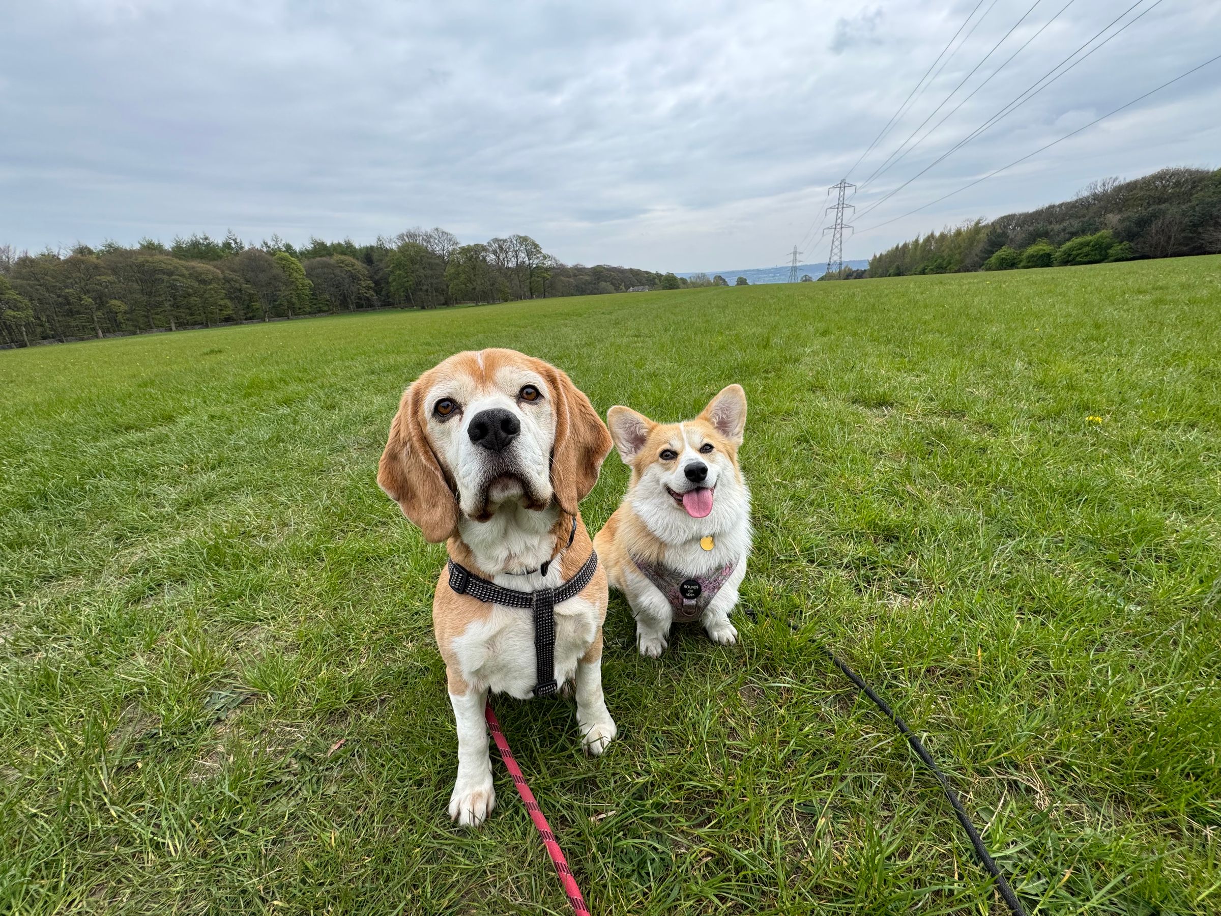 Fetch & Co | Personalised Pet Care Tailored to Every Paw's image