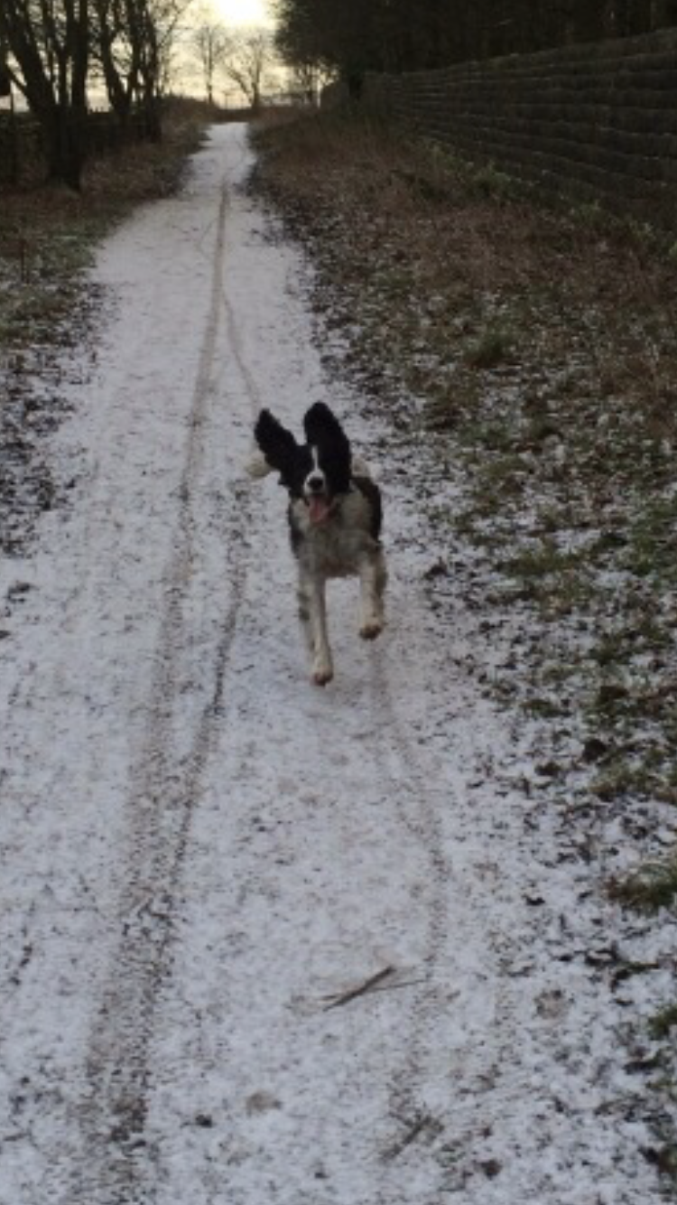 Fetch & Co | Personalised Pet Care Tailored to Every Paw's image