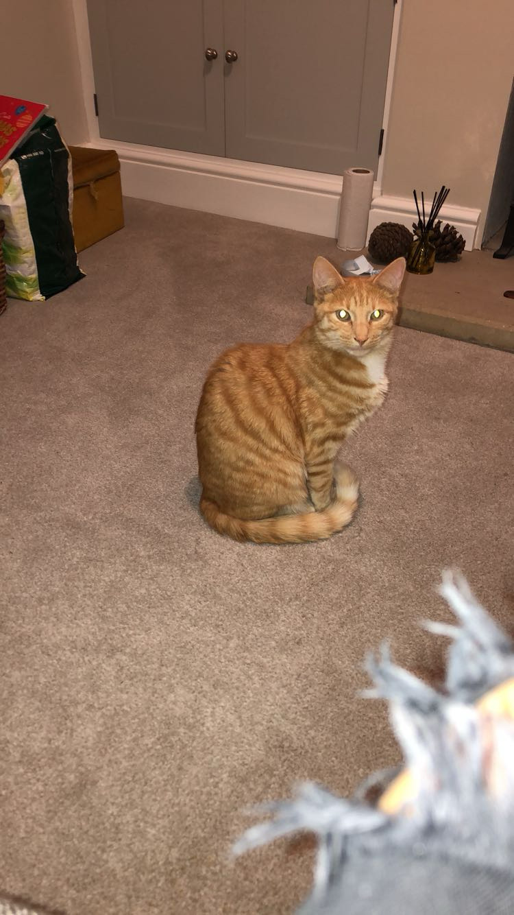 Fetch & Co | Personalised Pet Care Tailored to Every Paw's image