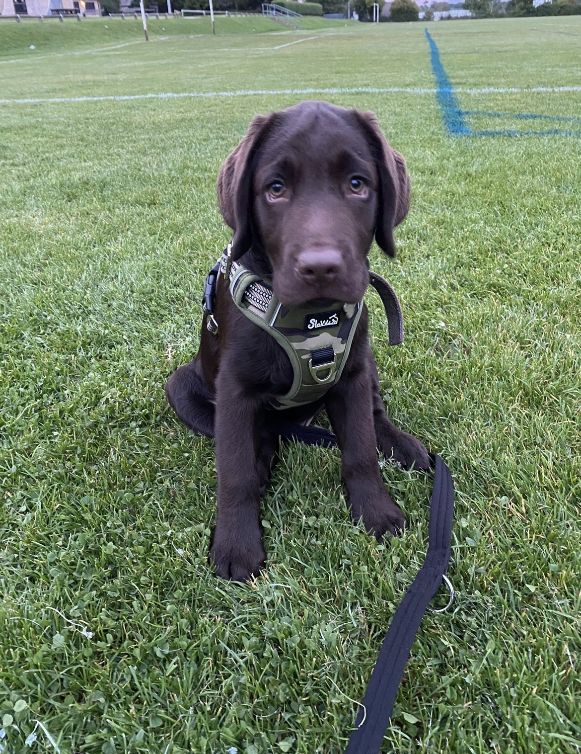 Fetch & Co | Personalised Pet Care Tailored to Every Paw's image