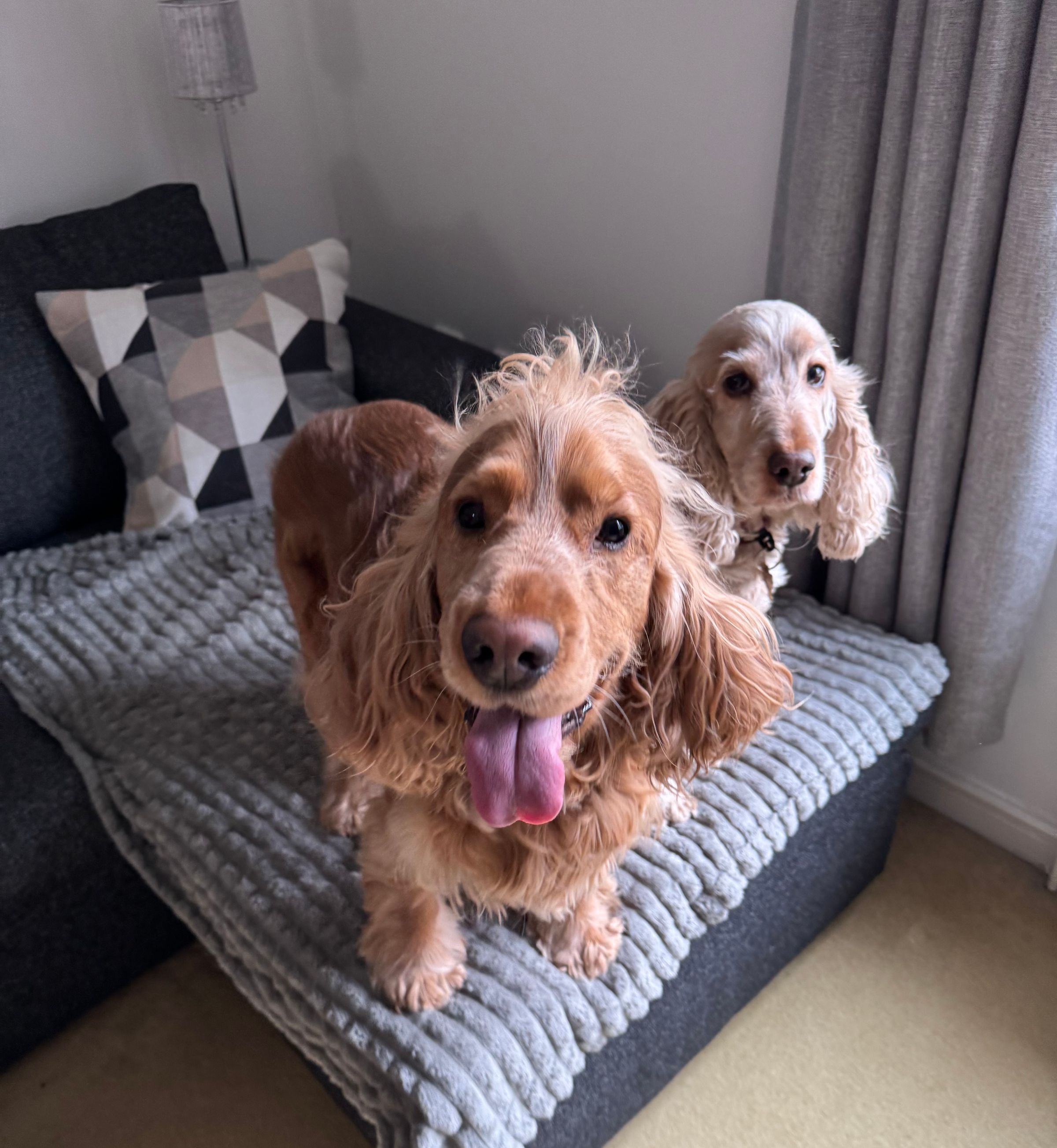 Fetch & Co | Personalised Pet Care Tailored to Every Paw's image