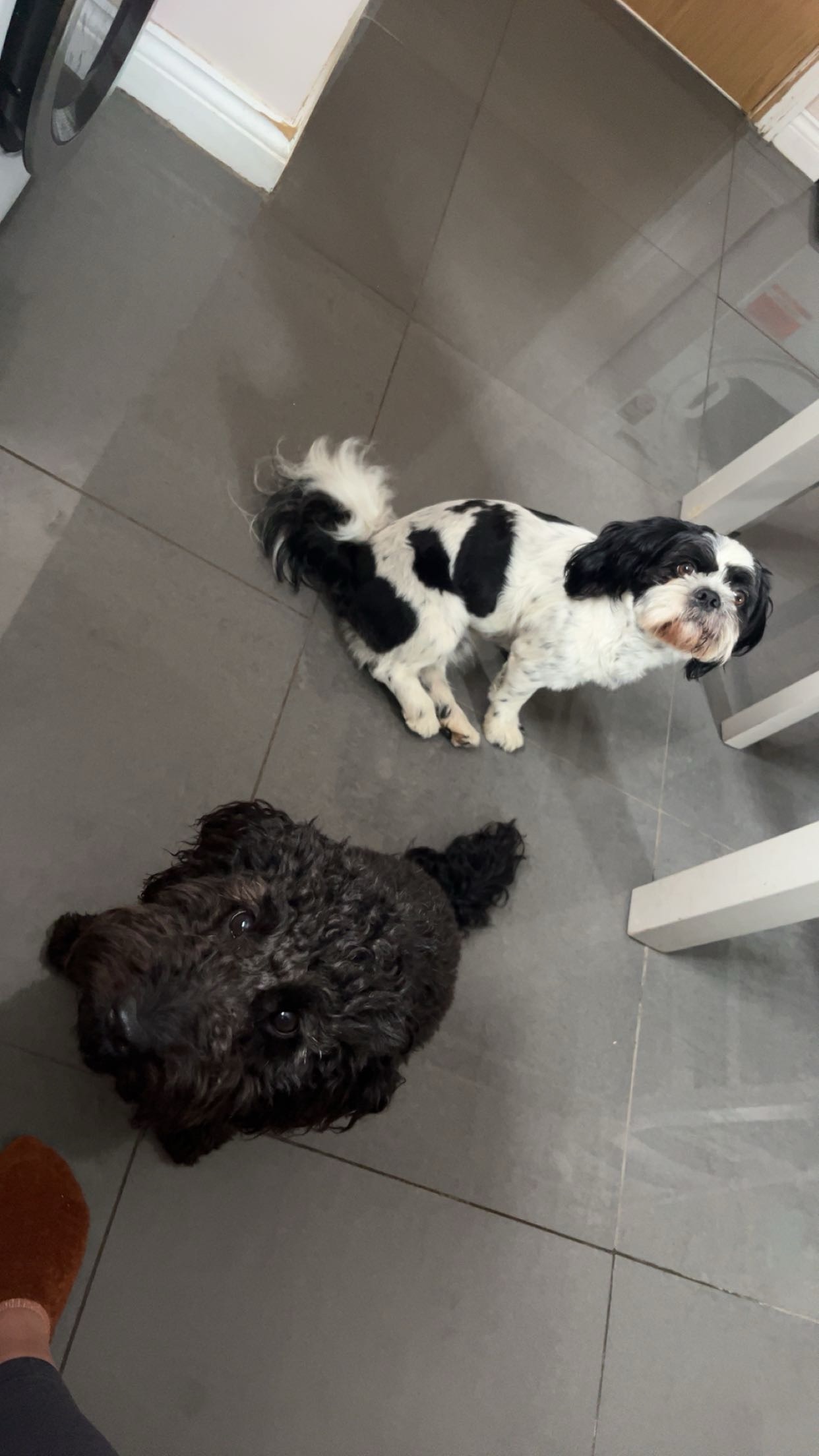 Fetch & Co | Personalised Pet Care Tailored to Every Paw's image