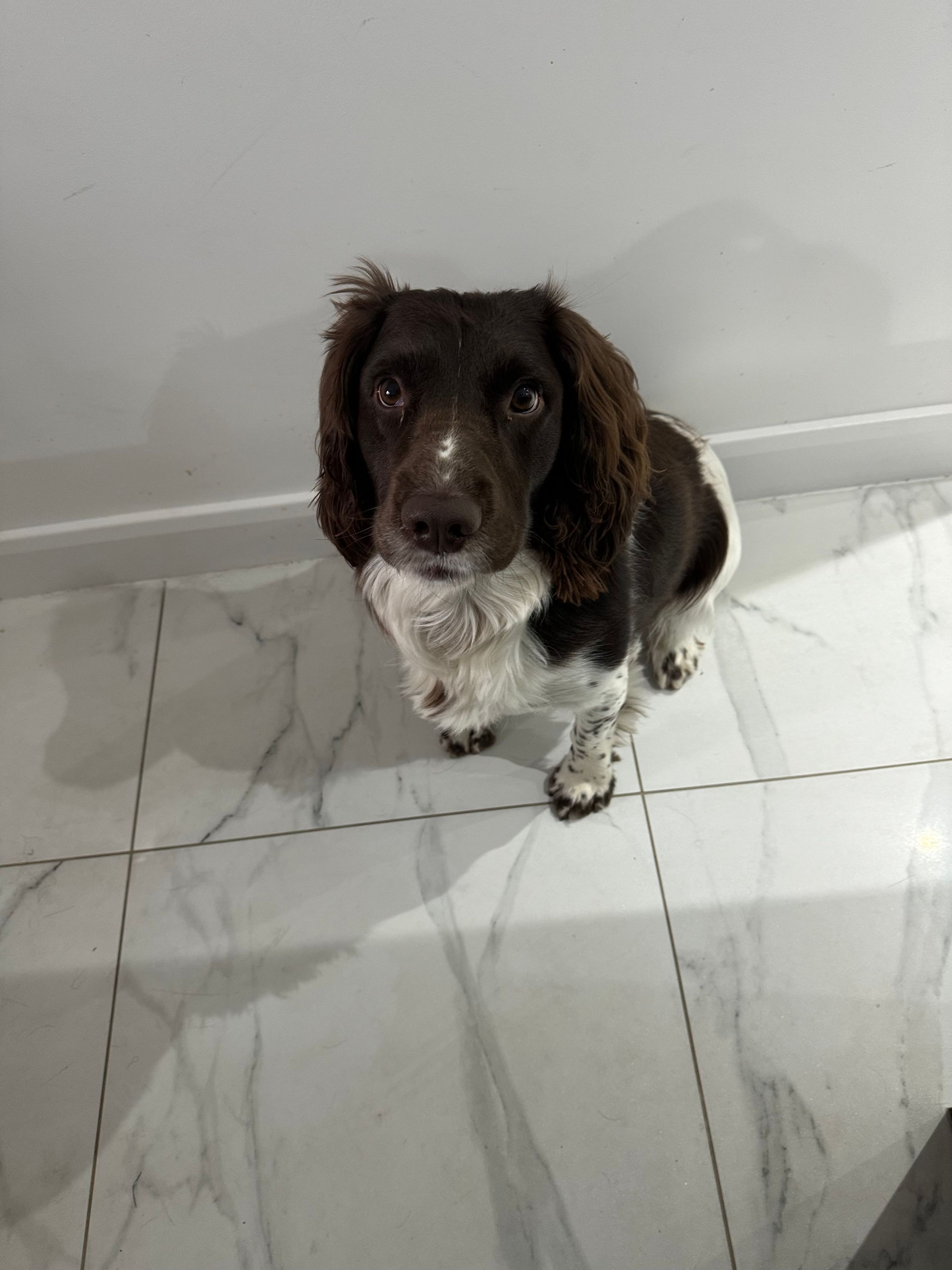 Fetch & Co | Personalised Pet Care Tailored to Every Paw's image