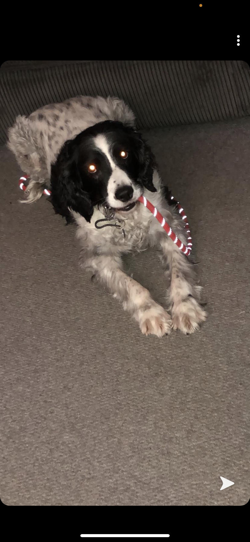 Fetch & Co | Personalised Pet Care Tailored to Every Paw's image