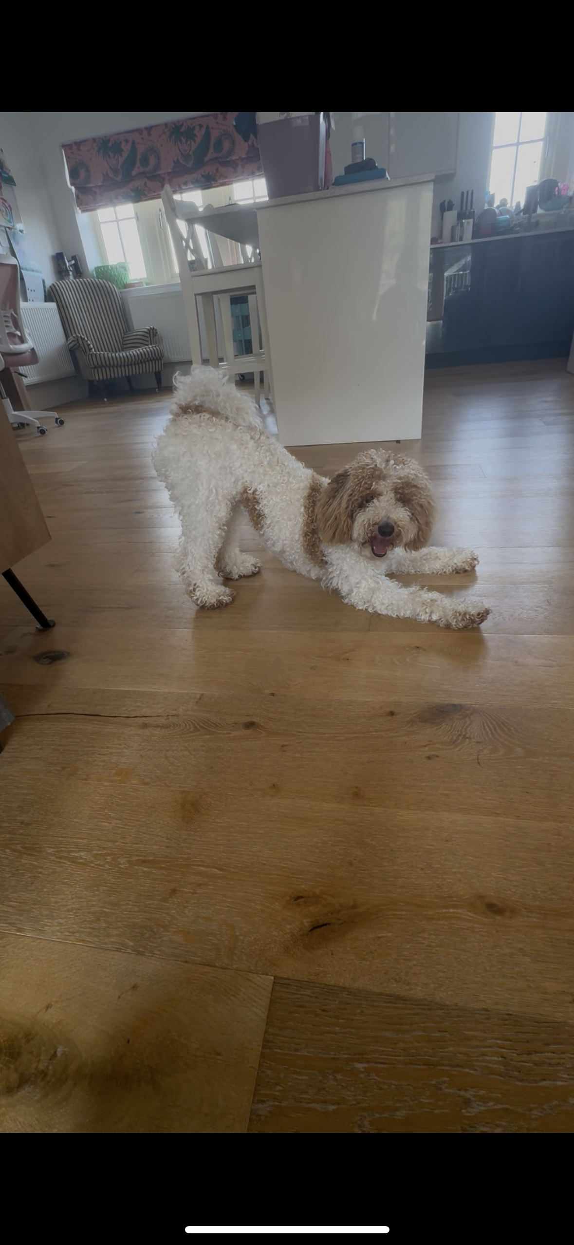 Fetch & Co | Personalised Pet Care Tailored to Every Paw's image