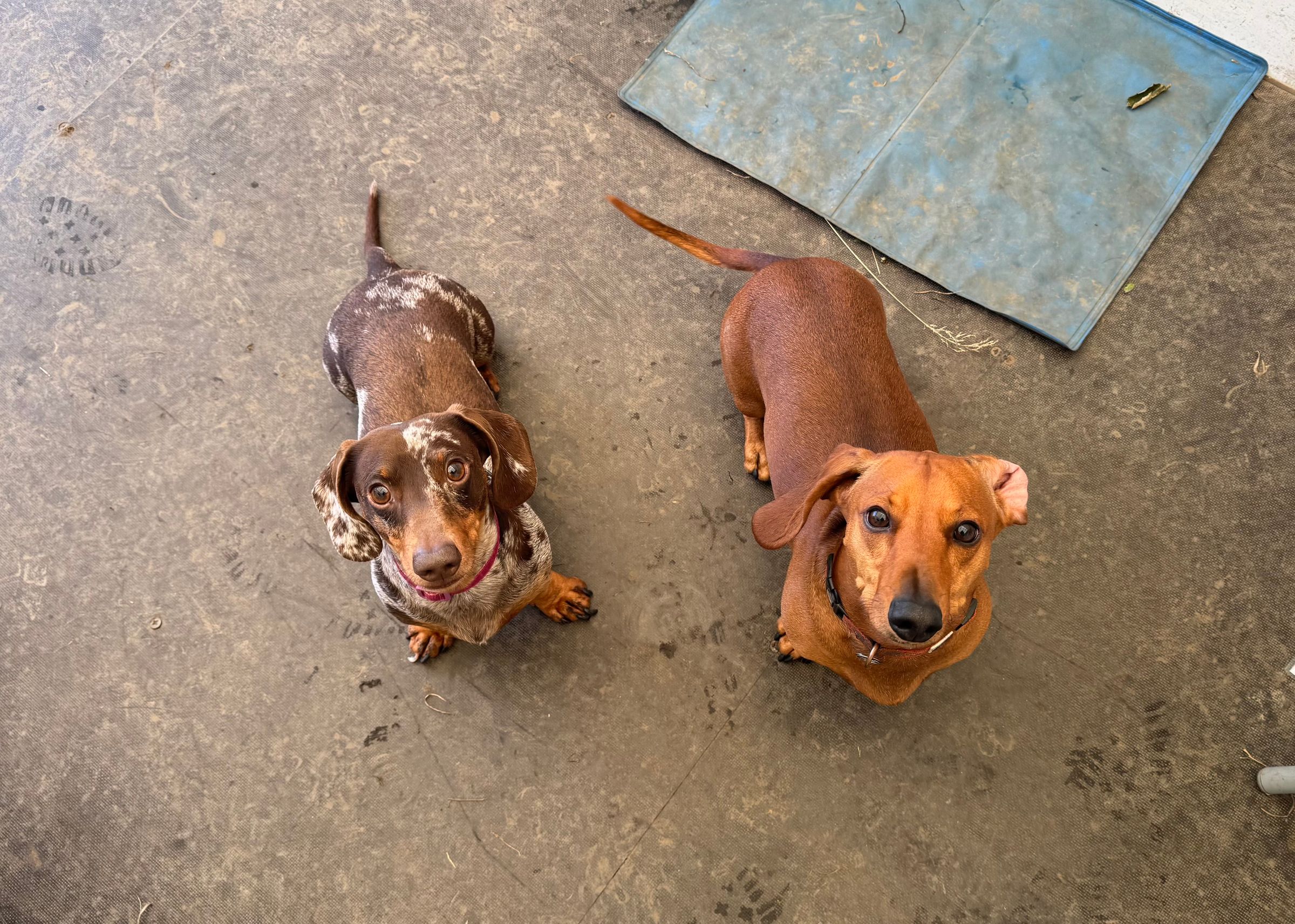 Fetch & Co | Personalised Pet Care Tailored to Every Paw's image