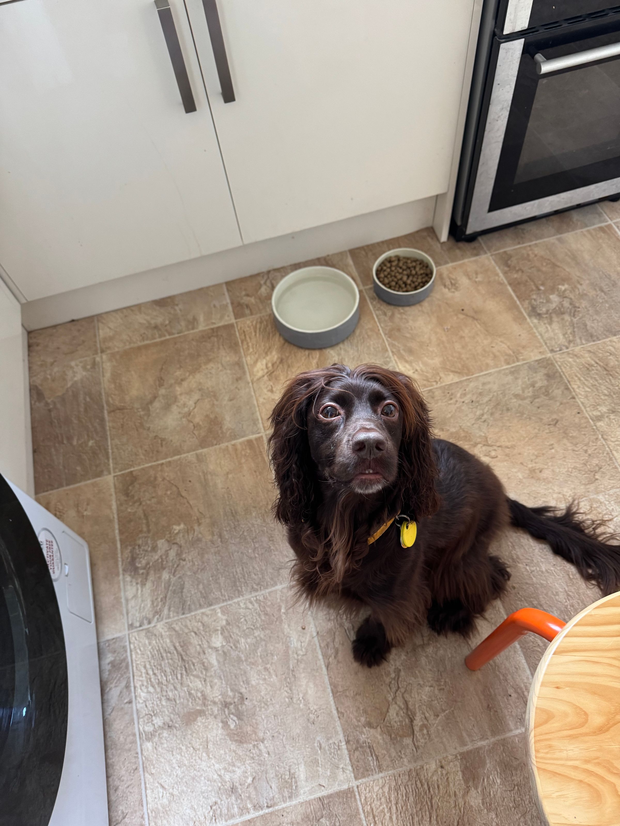 Fetch & Co | Personalised Pet Care Tailored to Every Paw's image