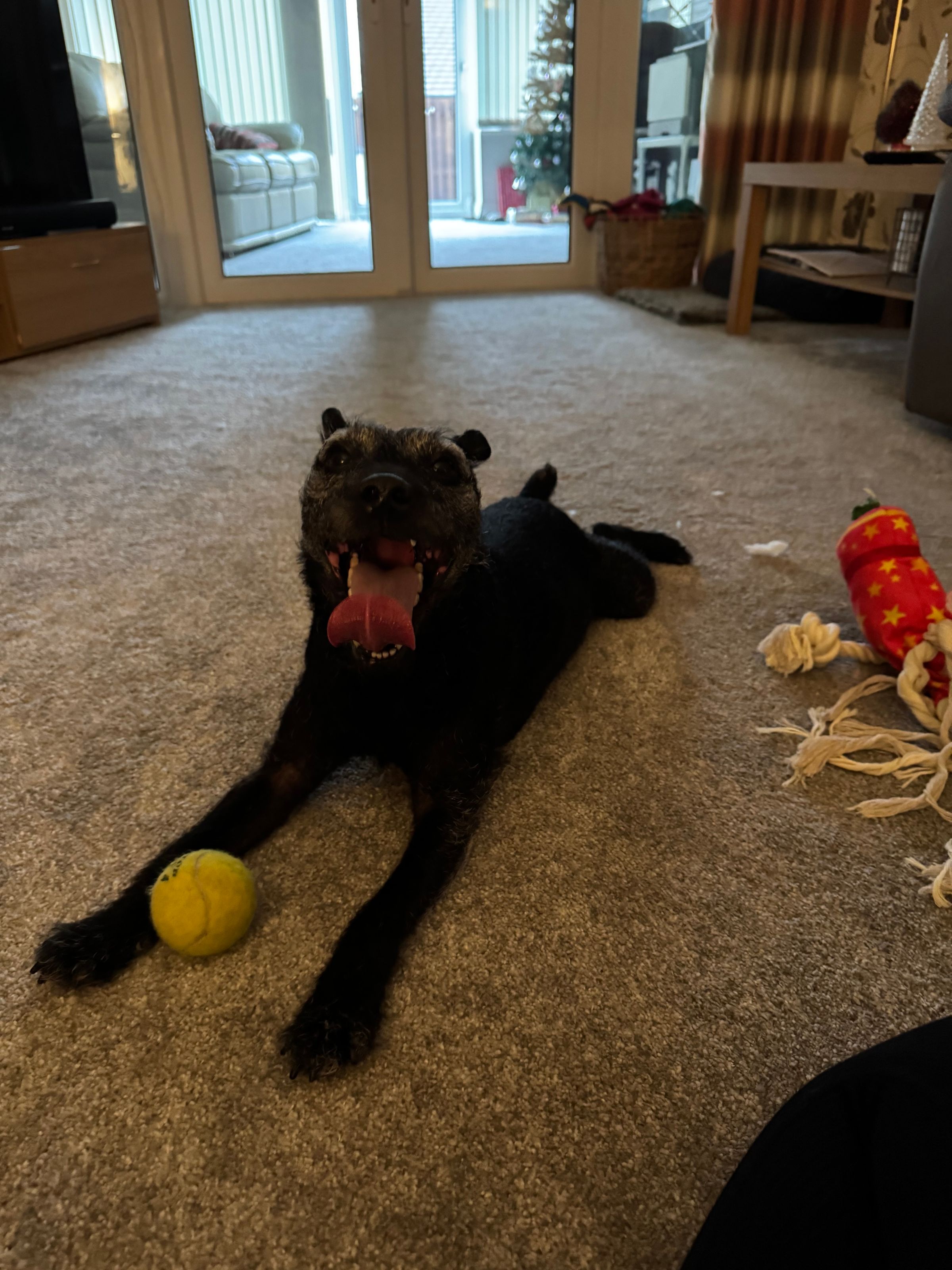 Fetch & Co | Personalised Pet Care Tailored to Every Paw's image