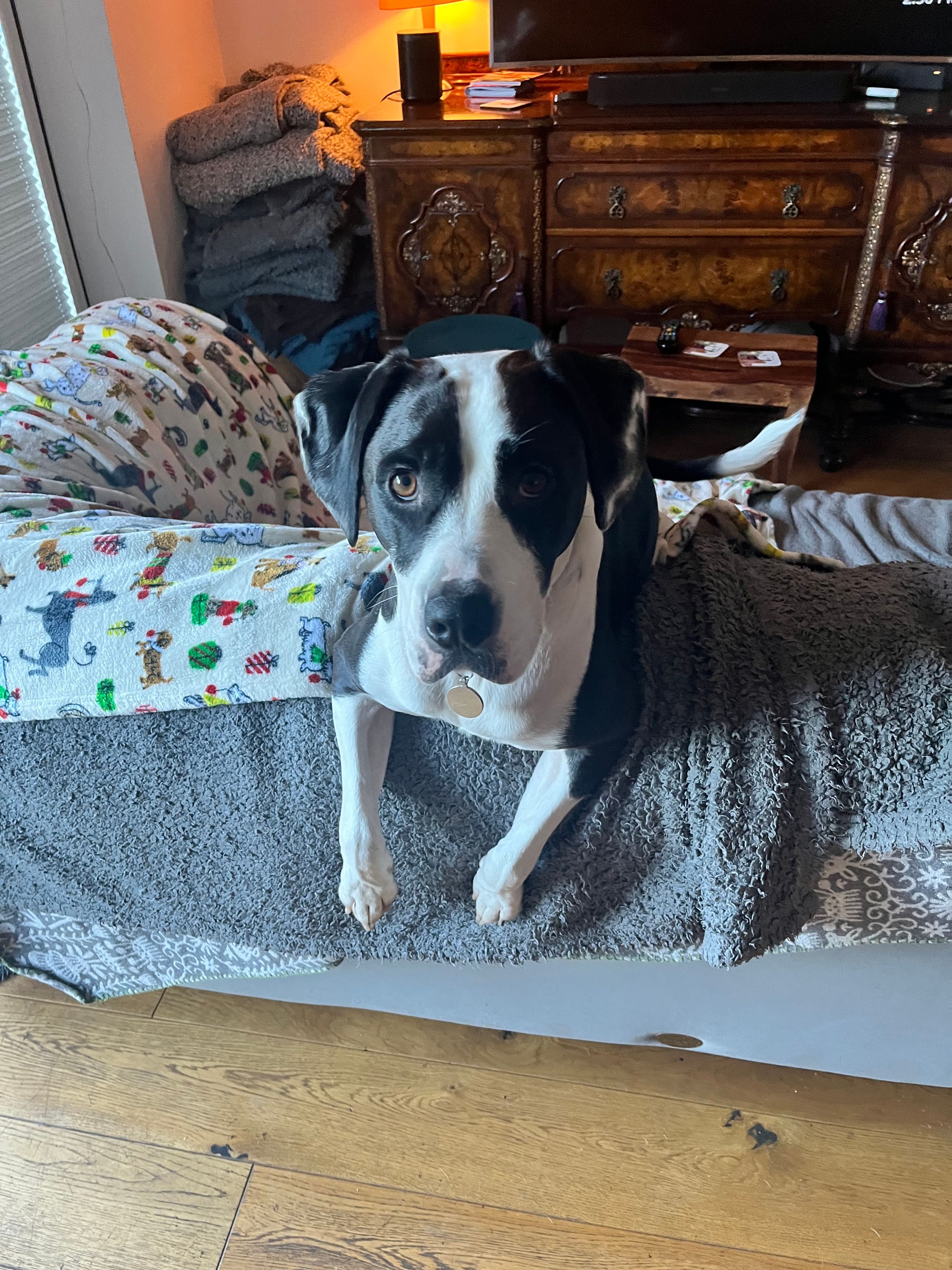 Fetch & Co | Personalised Pet Care Tailored to Every Paw's image