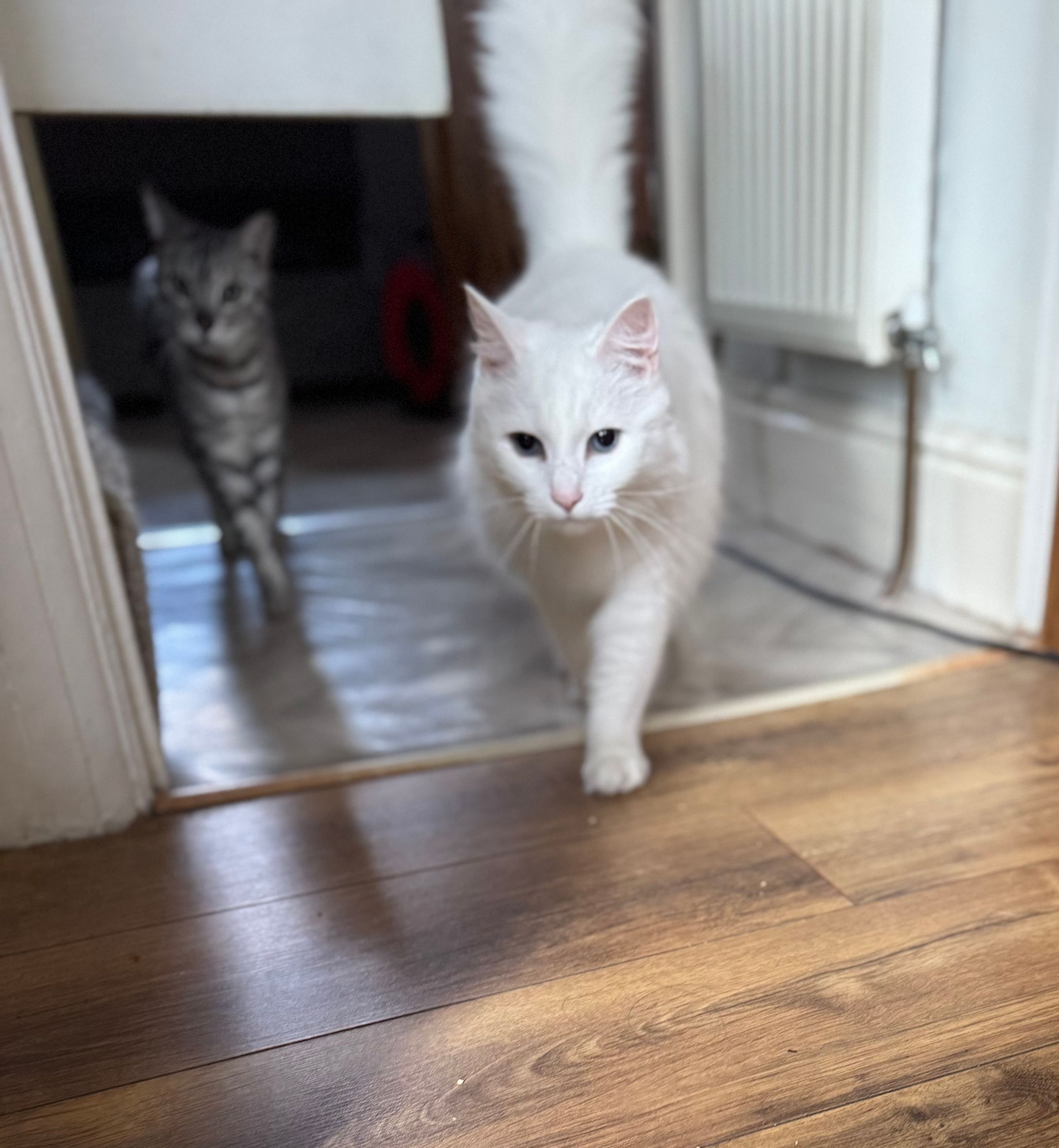 Fetch & Co | Personalised Pet Care Tailored to Every Paw's image