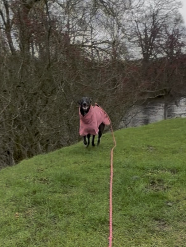 Fetch & Co | Personalised Pet Care Tailored to Every Paw's image