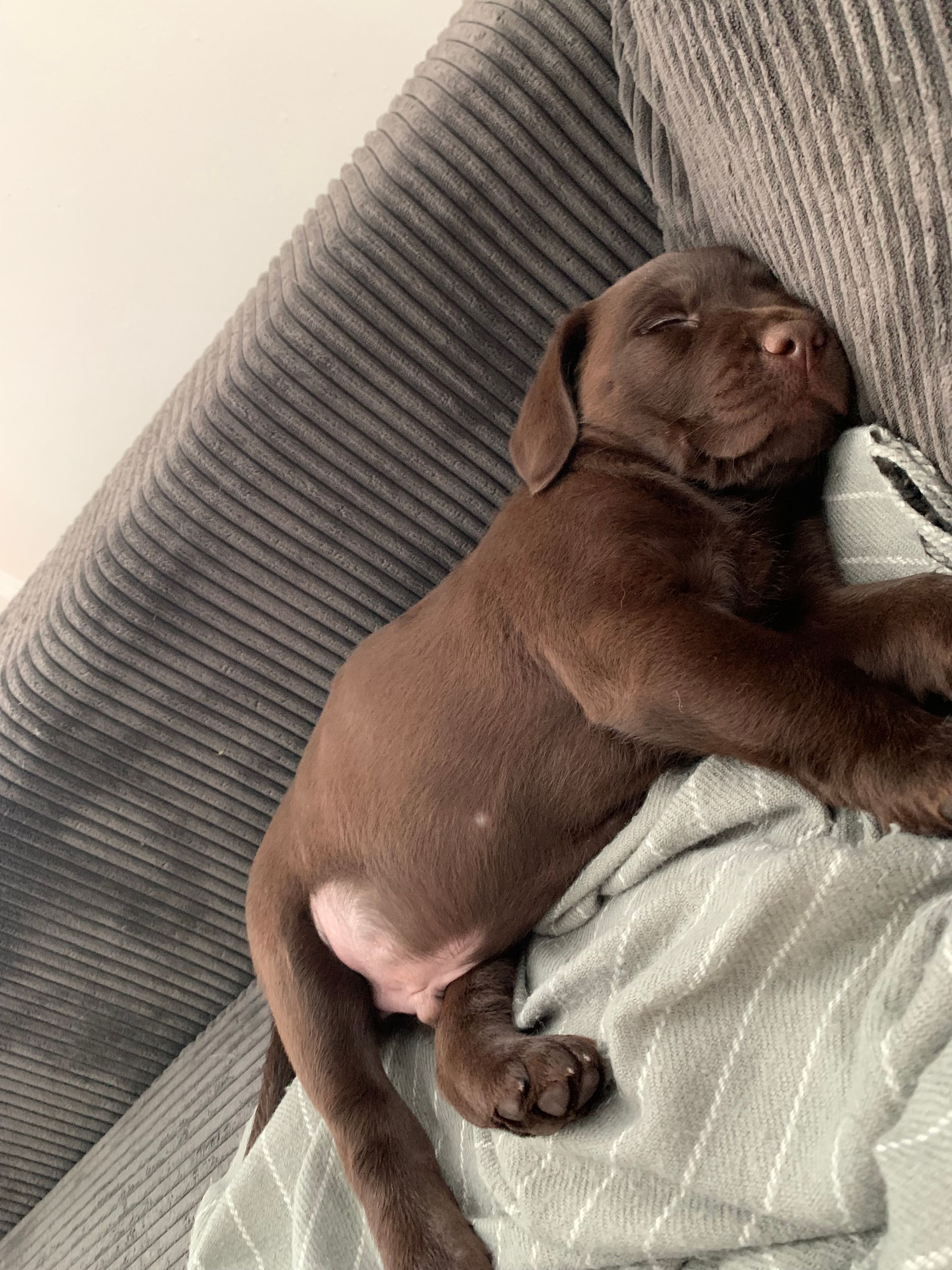 Fetch & Co | Personalised Pet Care Tailored to Every Paw's image