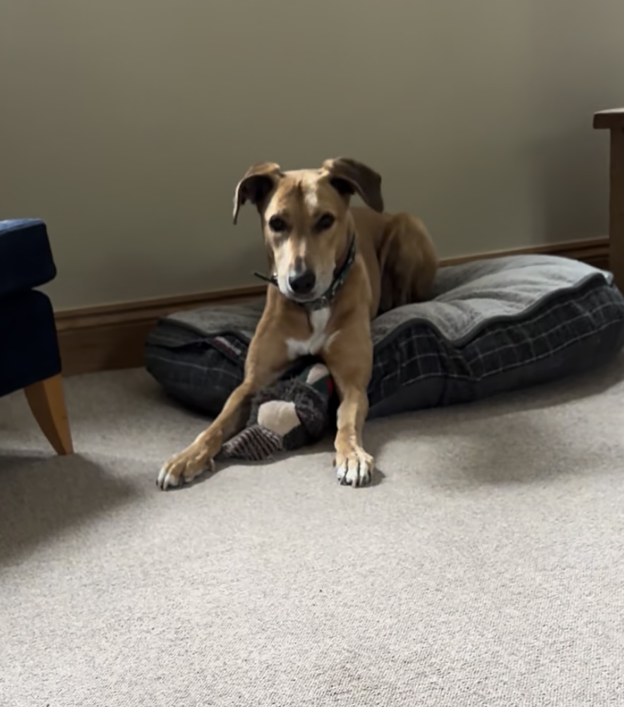 Fetch & Co | Personalised Pet Care Tailored to Every Paw's image