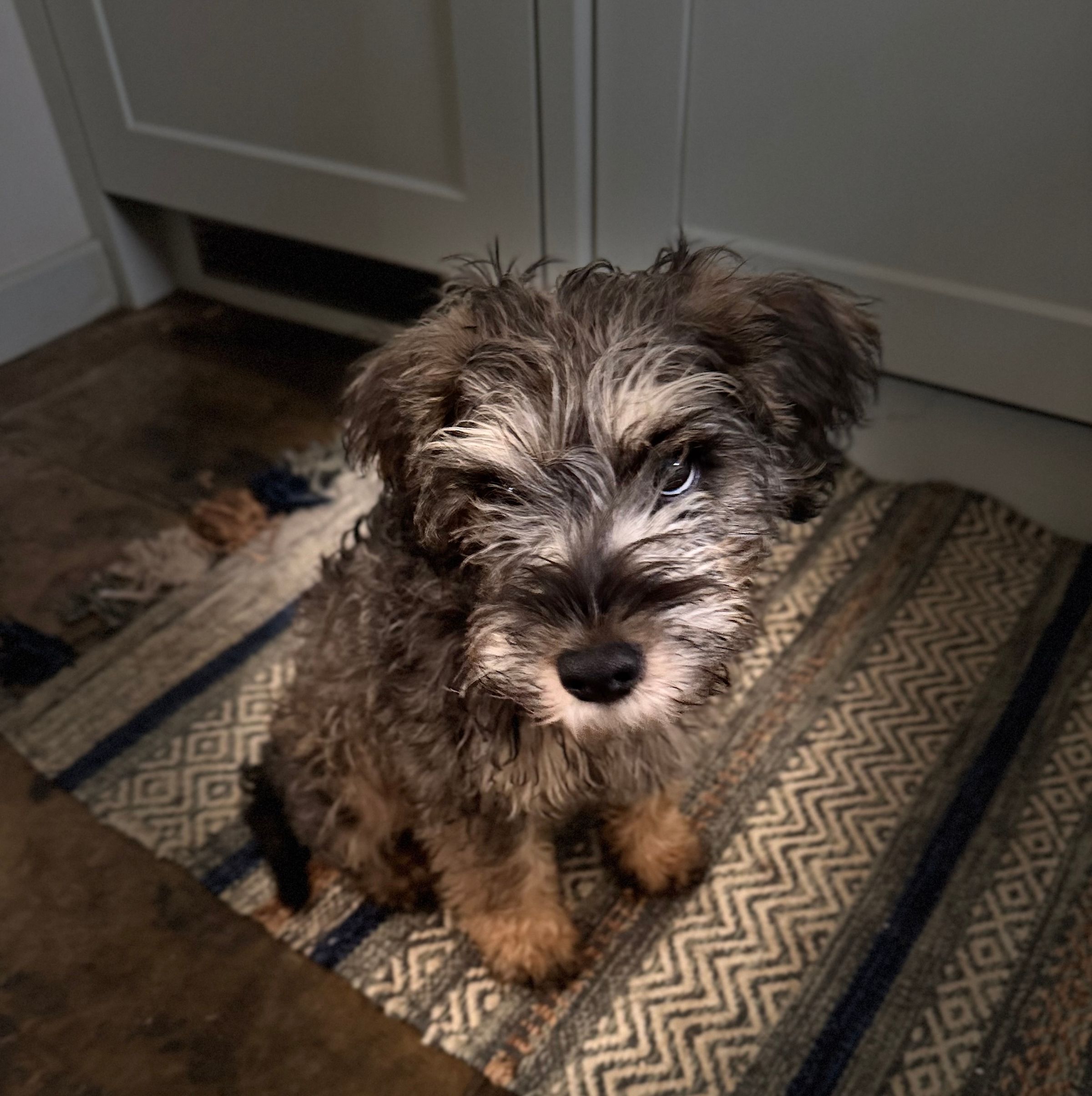 Fetch & Co | Personalised Pet Care Tailored to Every Paw's image