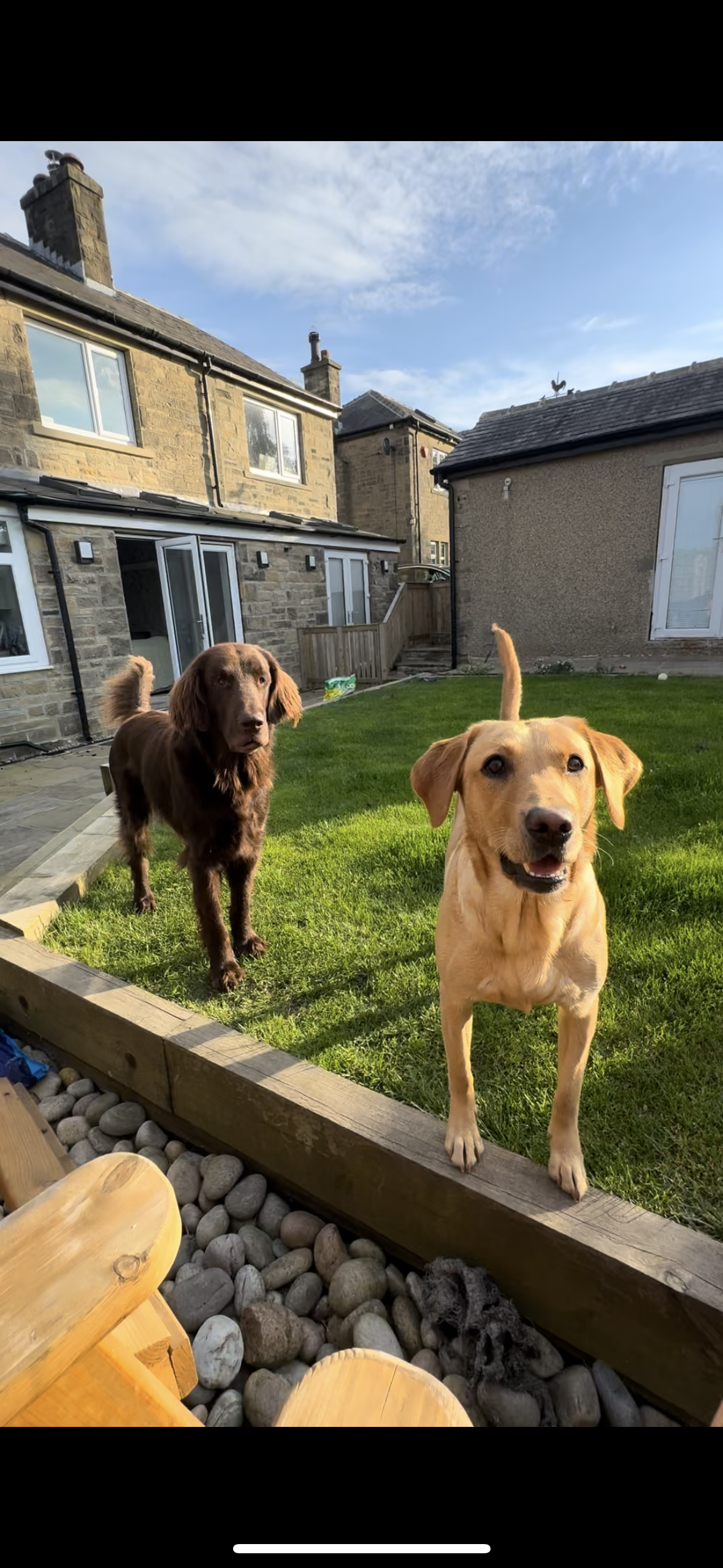 Fetch & Co | Personalised Pet Care Tailored to Every Paw's image