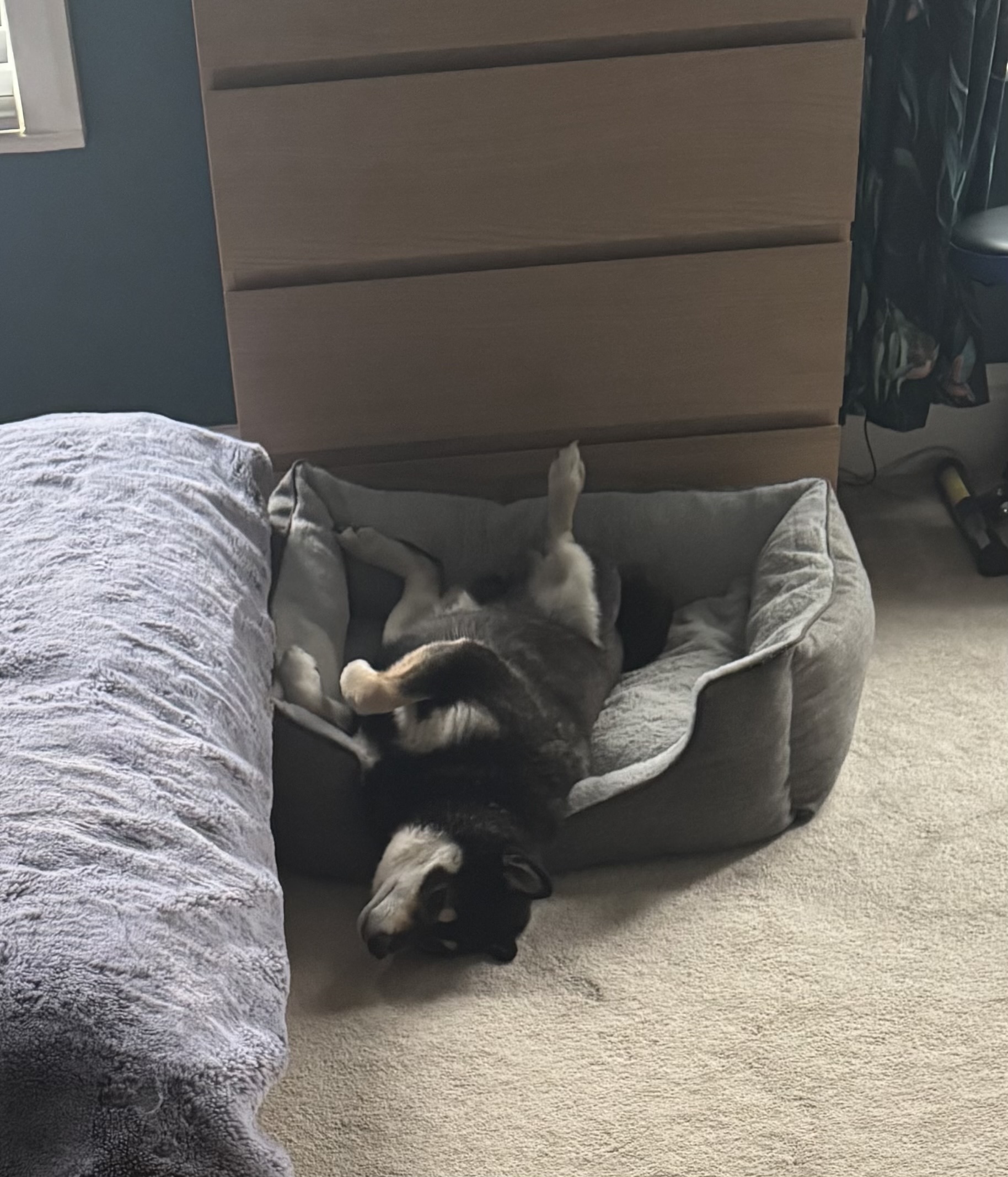 Fetch & Co | Personalised Pet Care Tailored to Every Paw's image