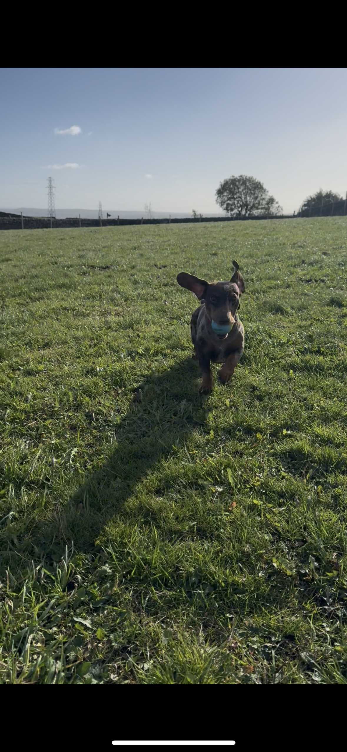 Fetch & Co | Personalised Pet Care Tailored to Every Paw's image