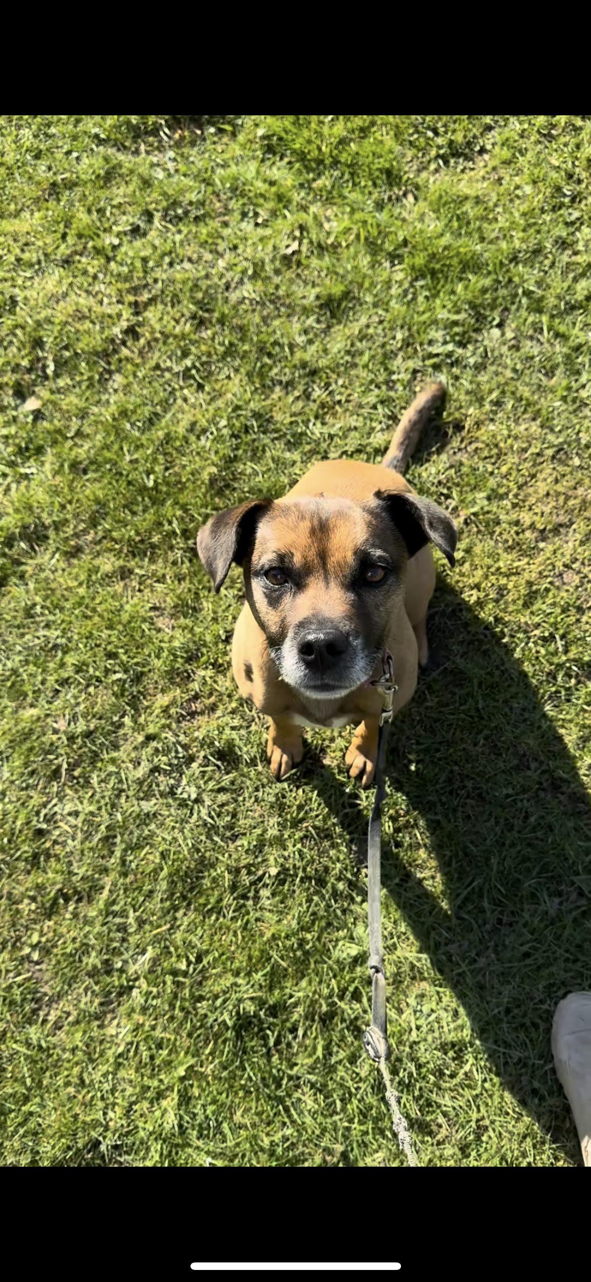 Fetch & Co | Personalised Pet Care Tailored to Every Paw's image