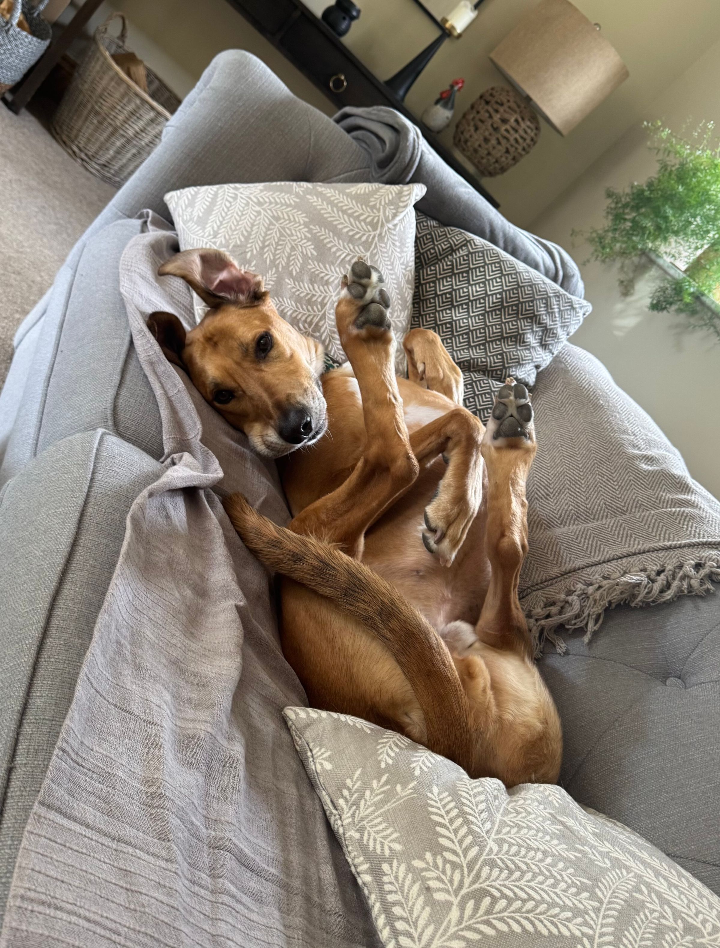 Fetch & Co | Personalised Pet Care Tailored to Every Paw's image