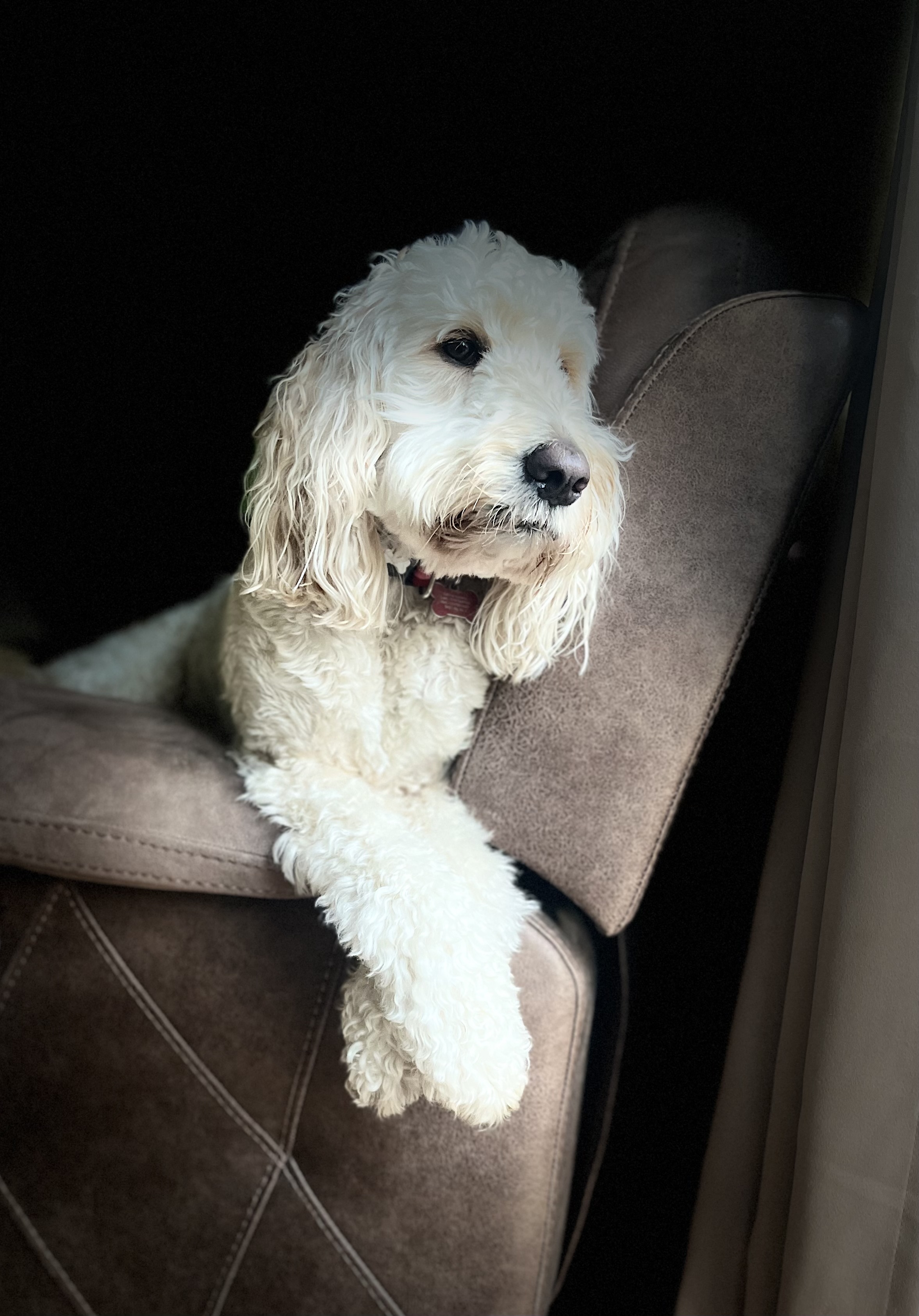 Fetch & Co | Personalised Pet Care Tailored to Every Paw's image