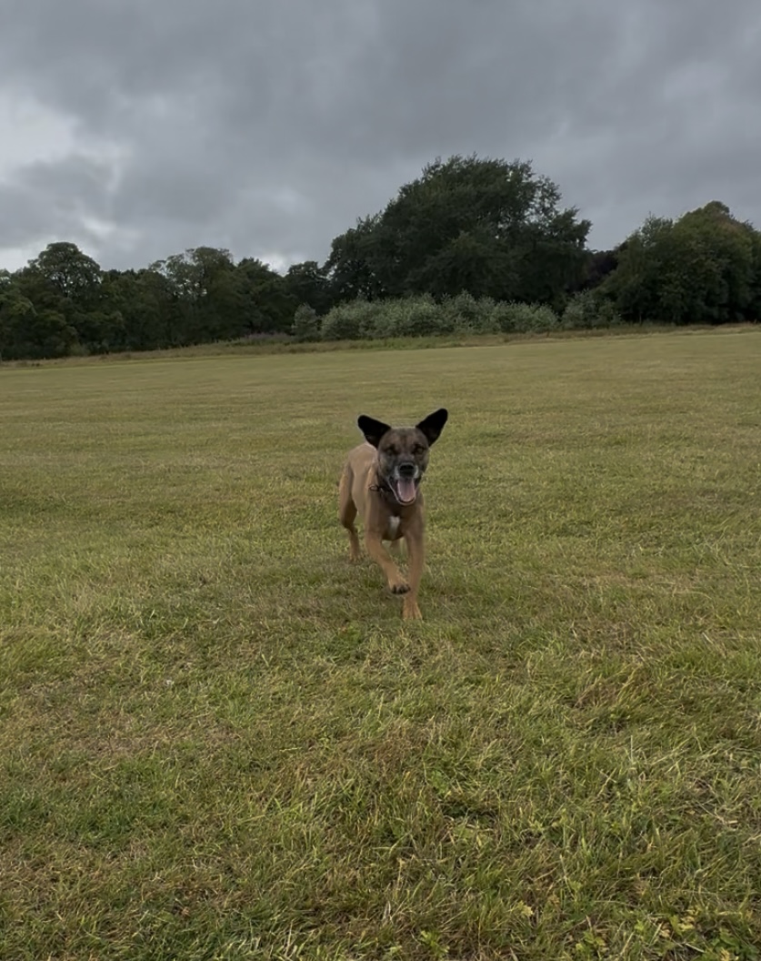 Fetch & Co | Personalised Pet Care Tailored to Every Paw's image