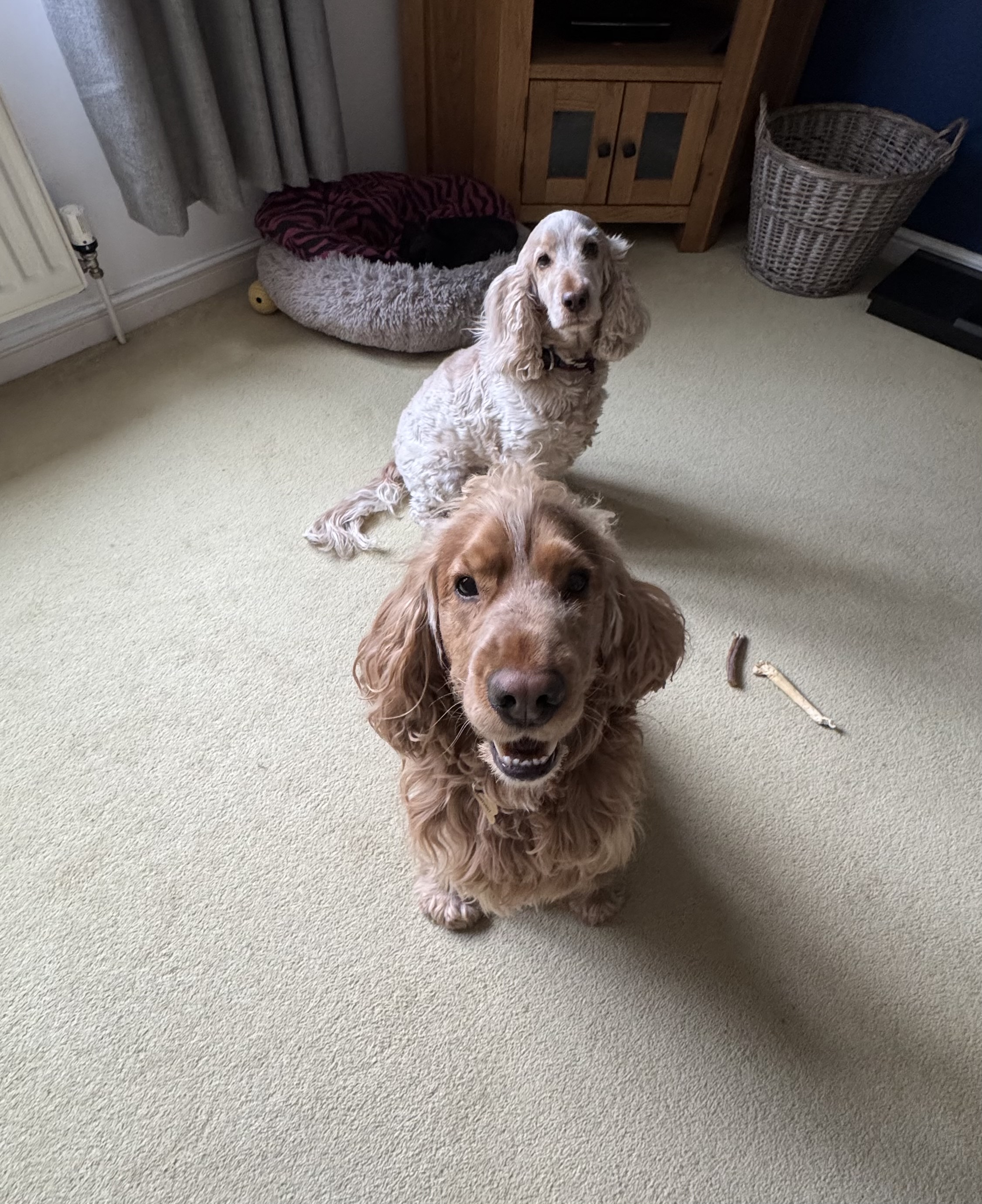 Fetch & Co | Personalised Pet Care Tailored to Every Paw's image