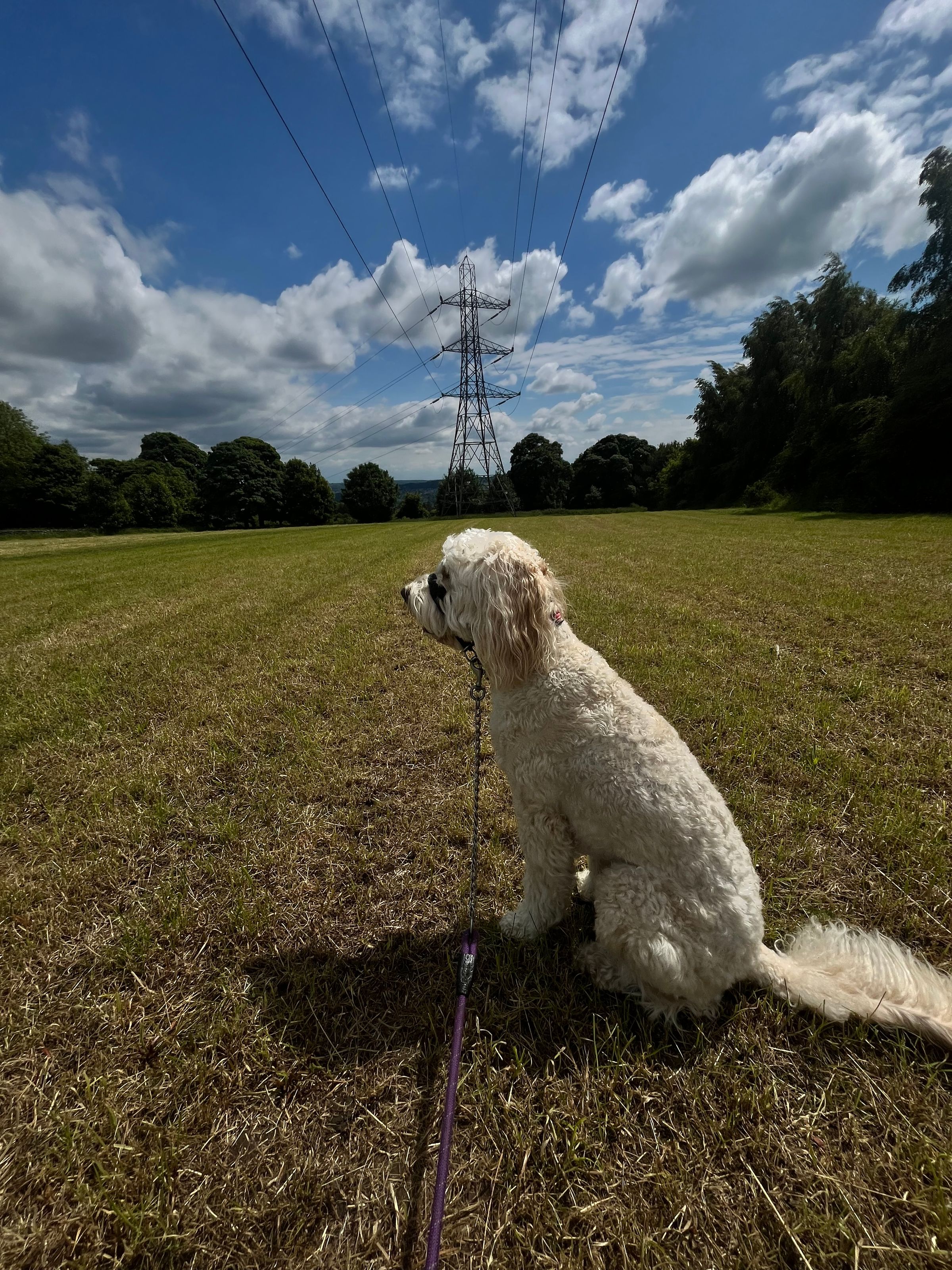 Fetch & Co | Personalised Pet Care Tailored to Every Paw's image