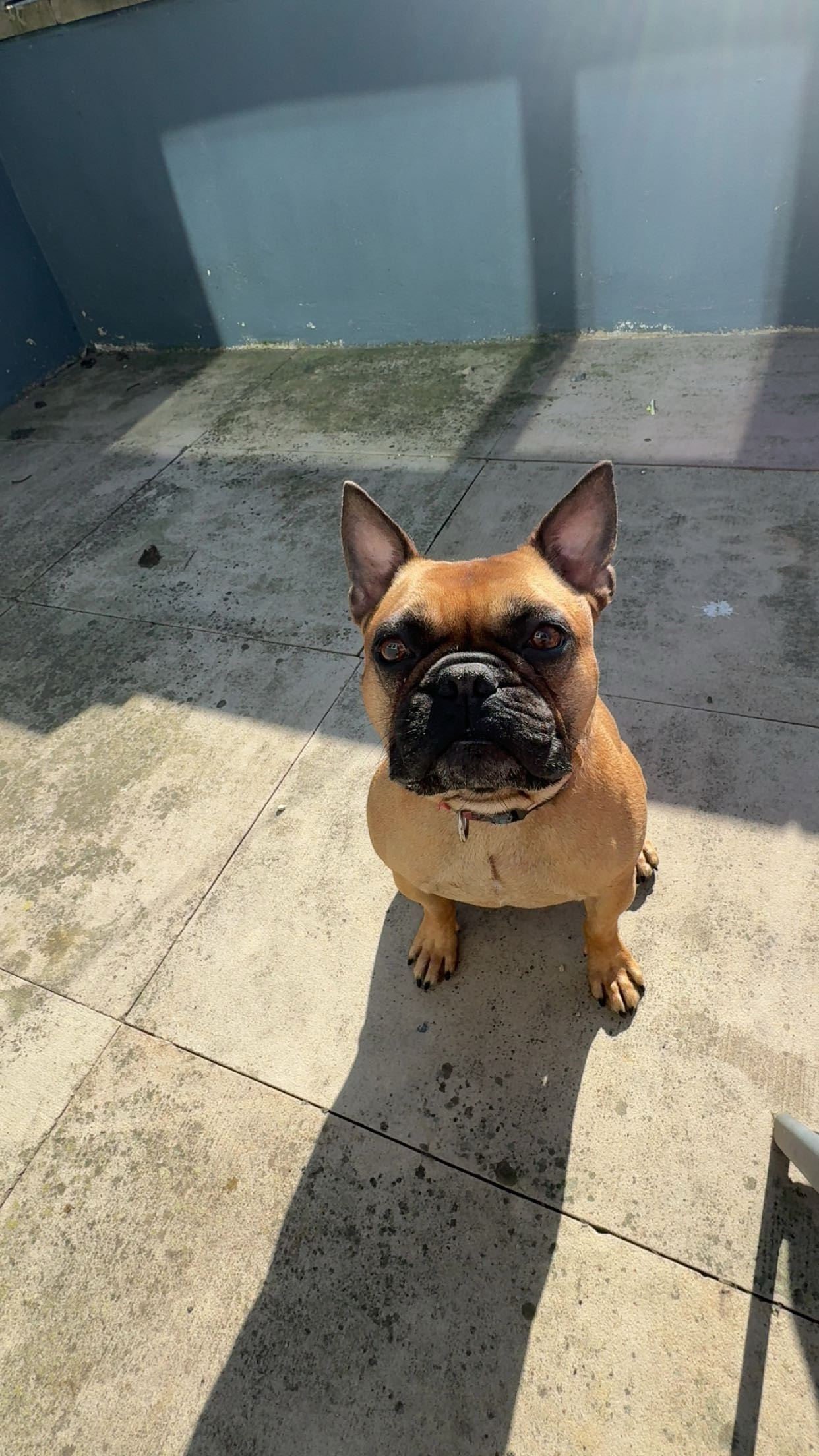 Fetch & Co | Personalised Pet Care Tailored to Every Paw's image