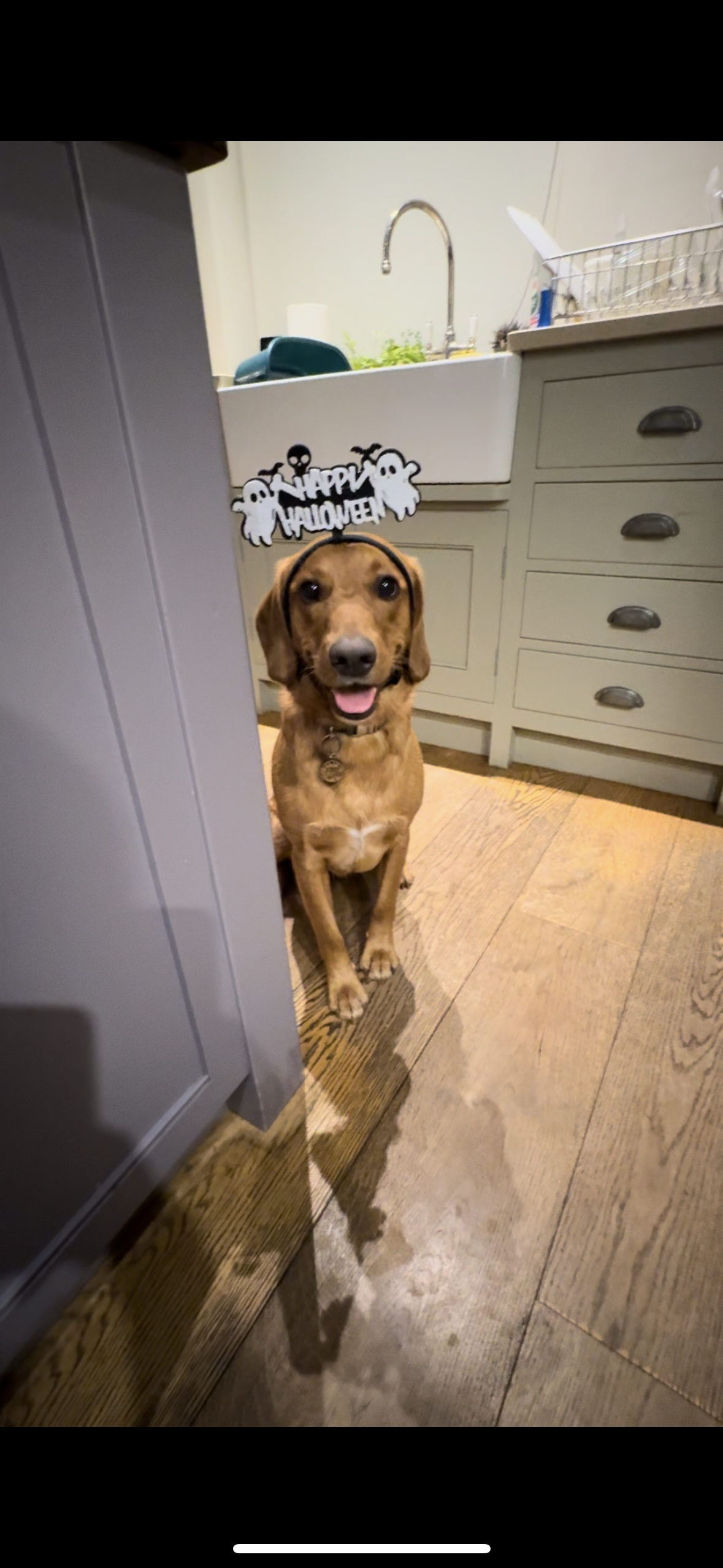 Fetch & Co | Personalised Pet Care Tailored to Every Paw's image