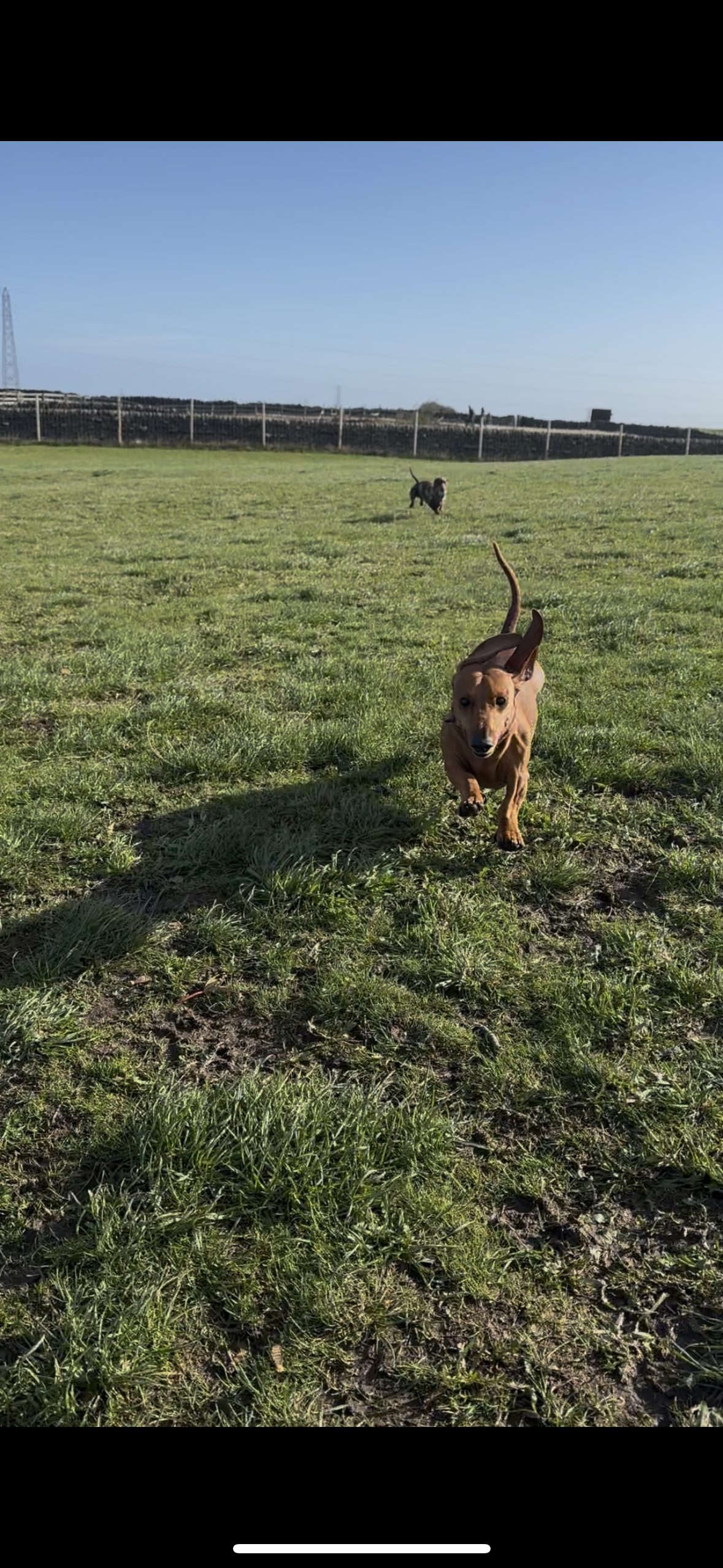 Fetch & Co | Personalised Pet Care Tailored to Every Paw's image