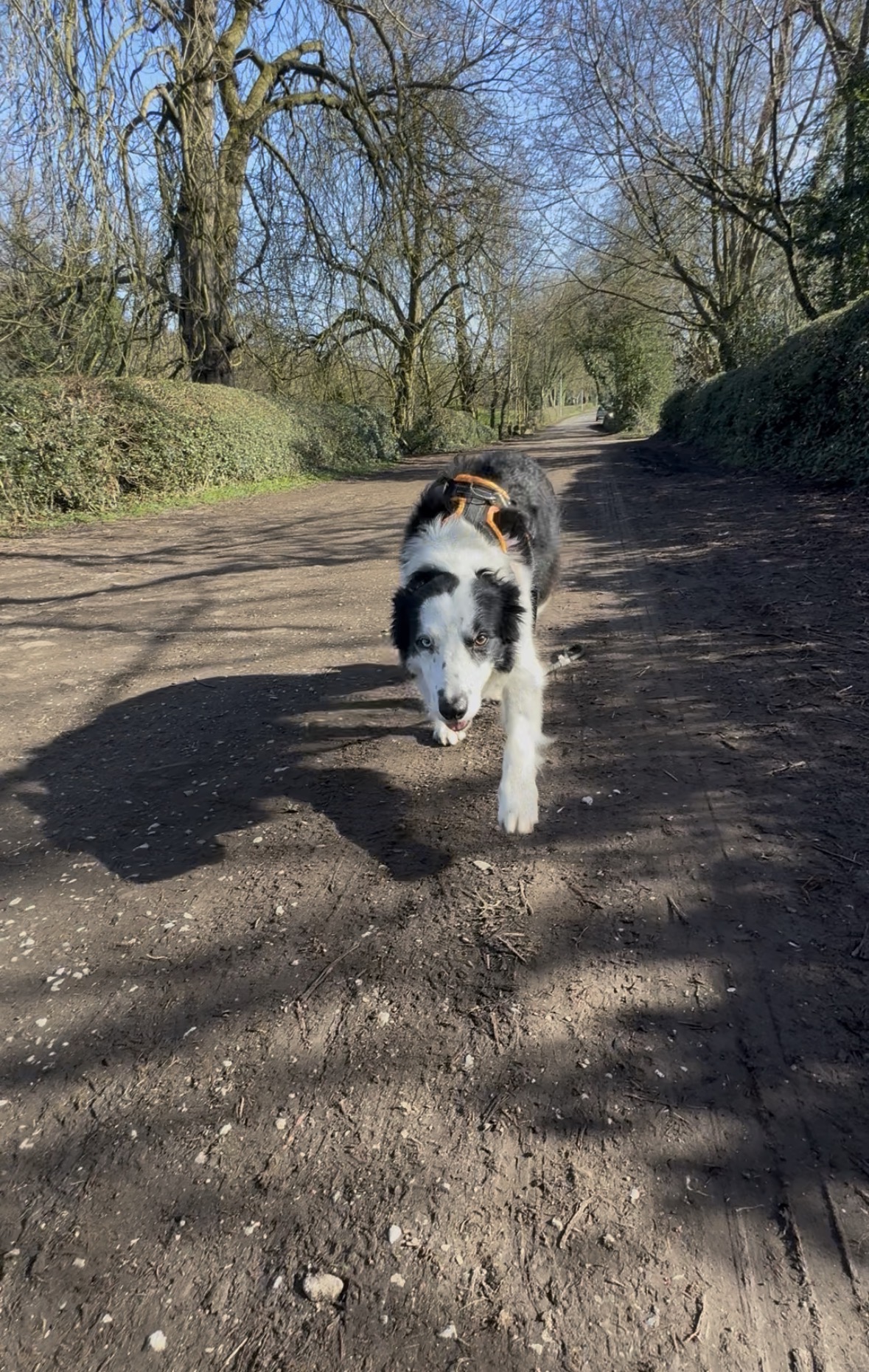 Fetch & Co | Personalised Pet Care Tailored to Every Paw's image