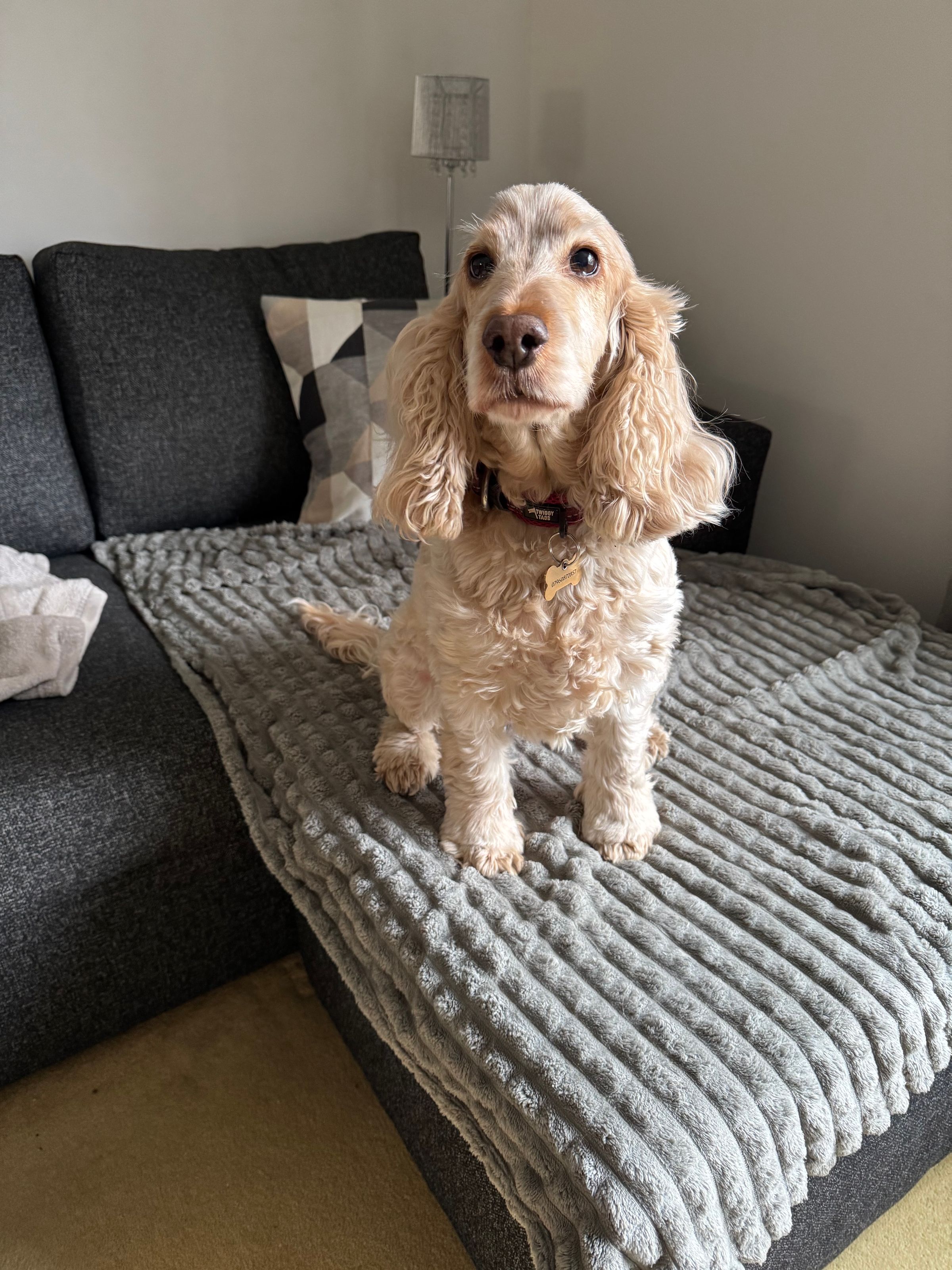 Fetch & Co | Personalised Pet Care Tailored to Every Paw's image