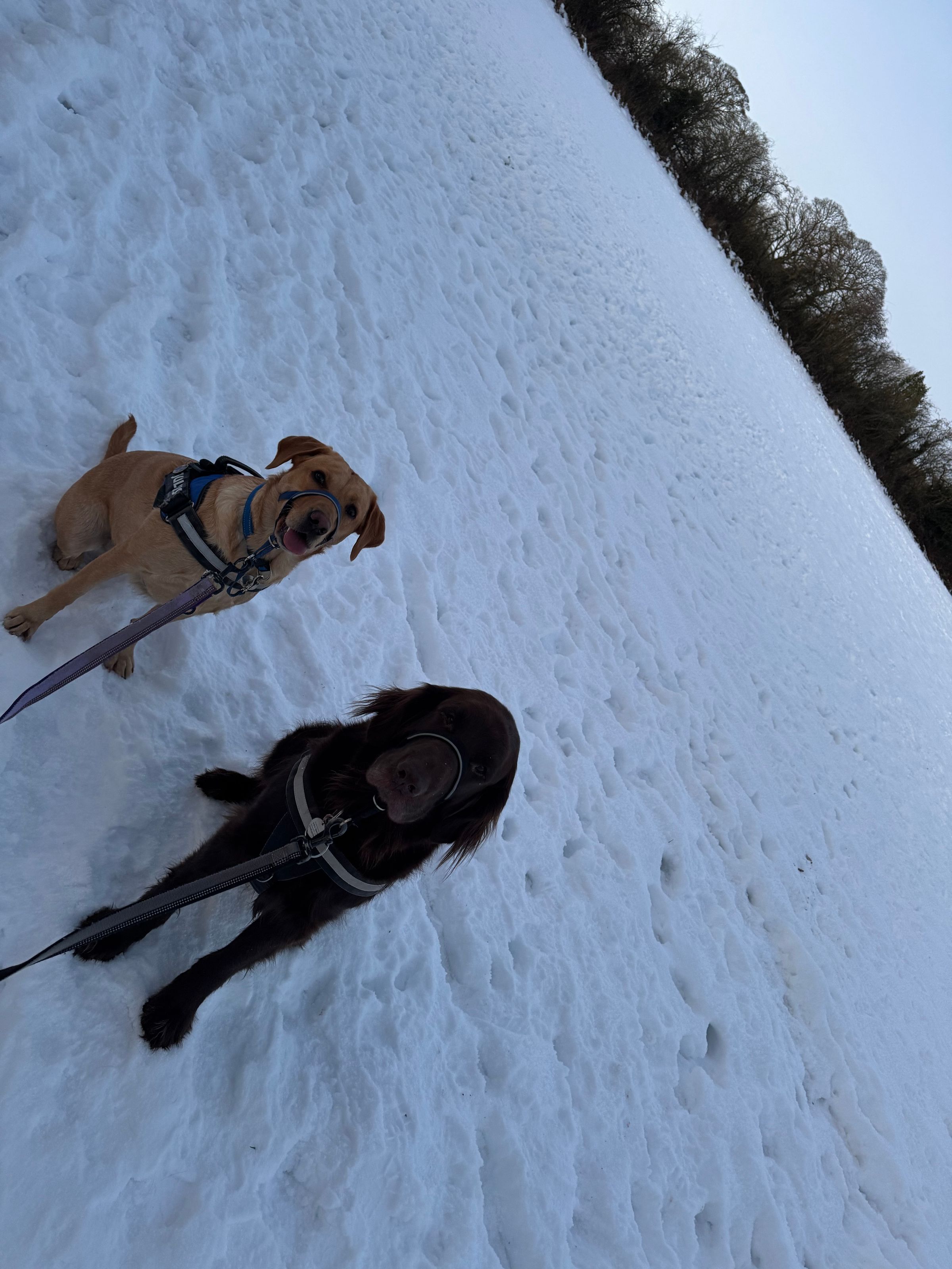 Fetch & Co | Personalised Pet Care Tailored to Every Paw's image