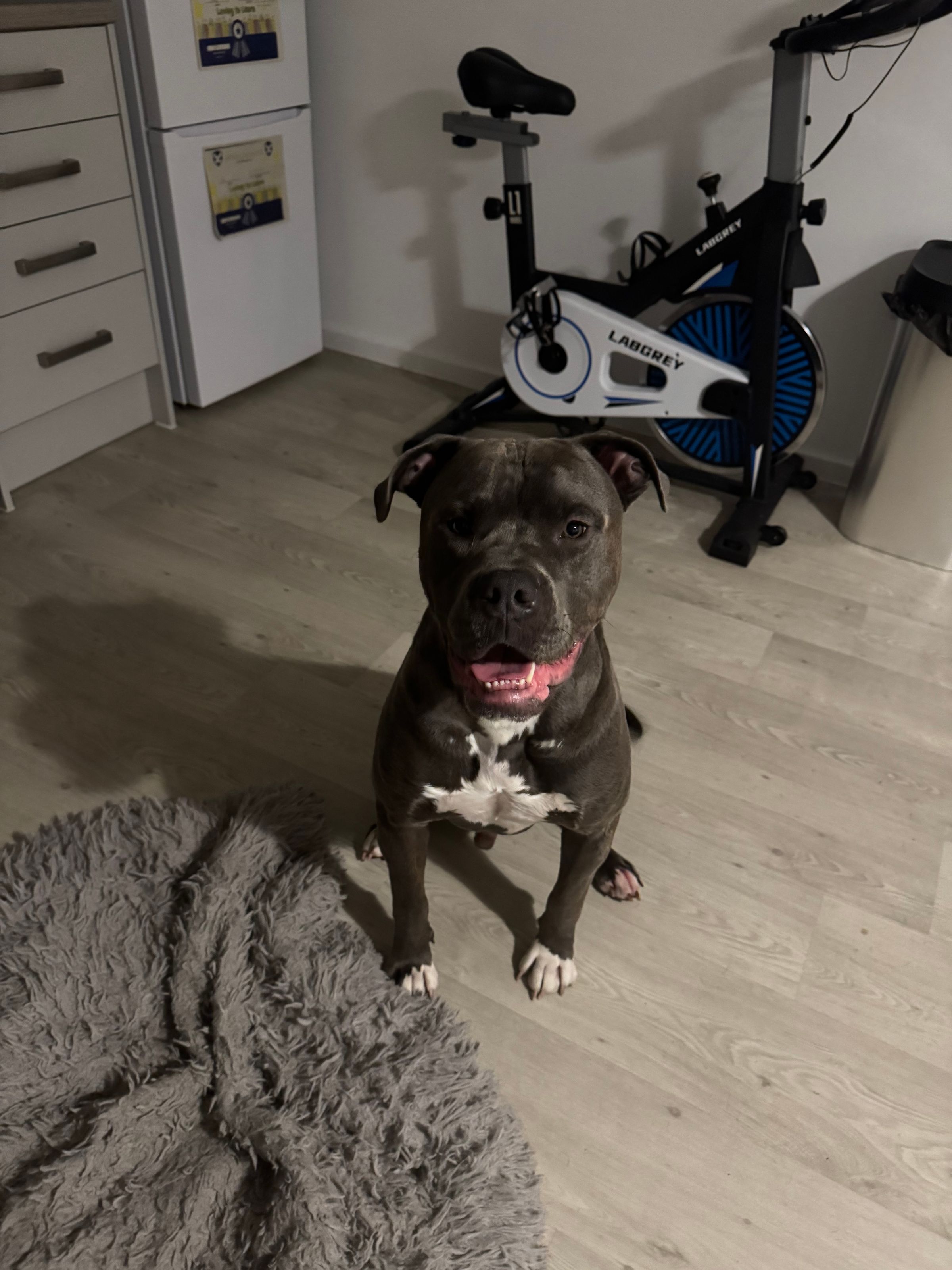 Fetch & Co | Personalised Pet Care Tailored to Every Paw's image