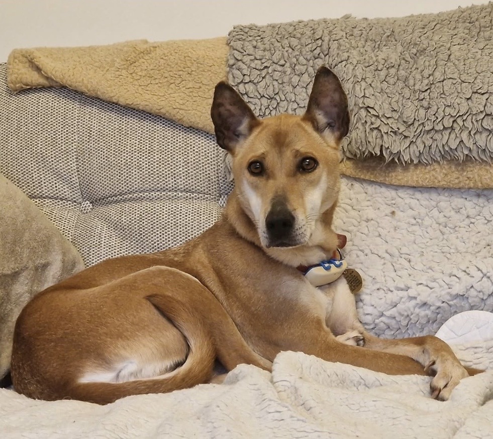 Fetch & Co | Personalised Pet Care Tailored to Every Paw's image