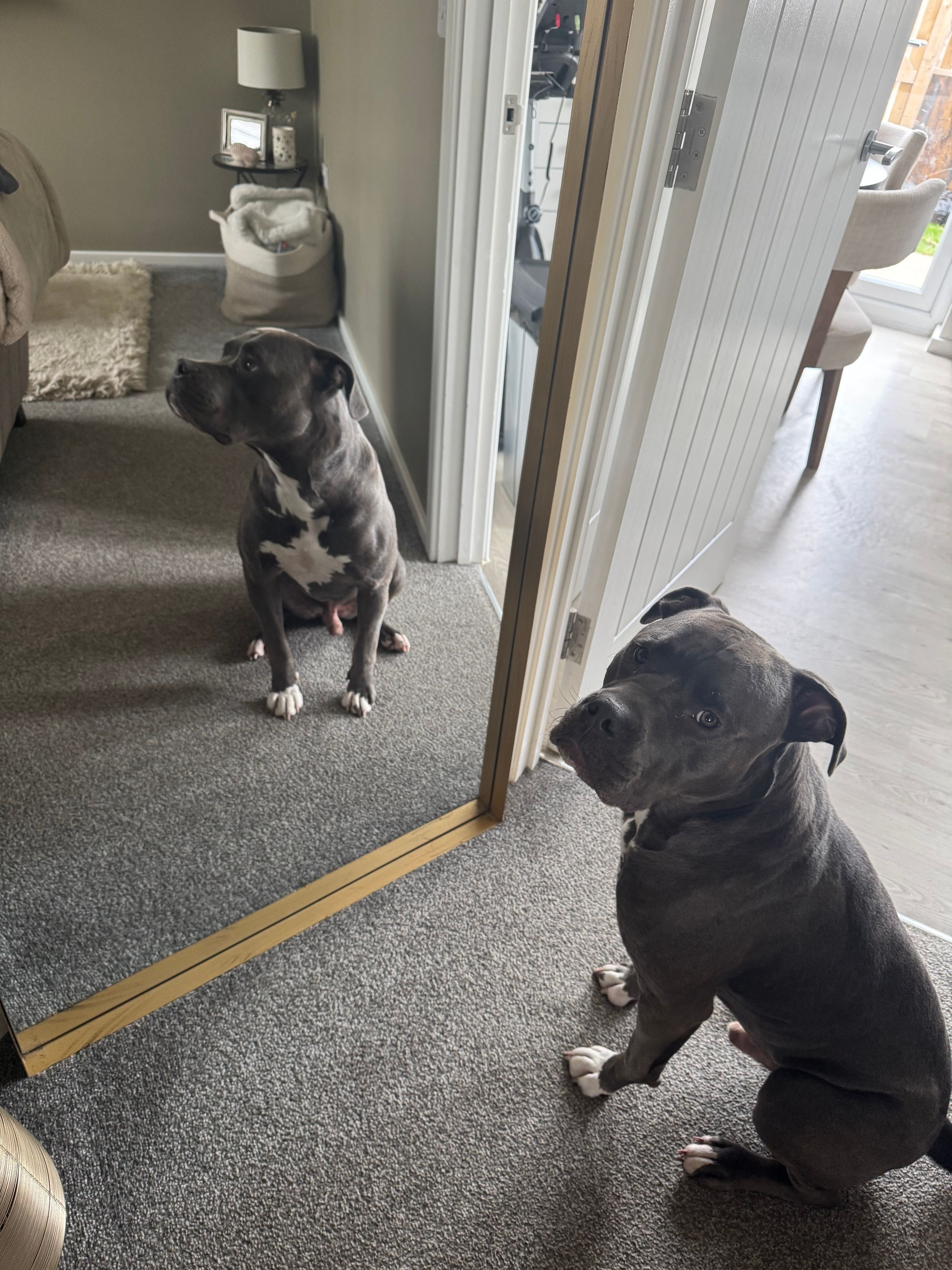 Fetch & Co | Personalised Pet Care Tailored to Every Paw's image