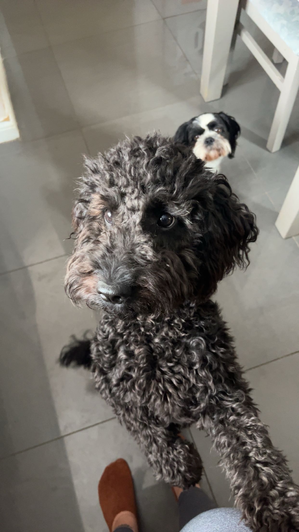 Fetch & Co | Personalised Pet Care Tailored to Every Paw's image