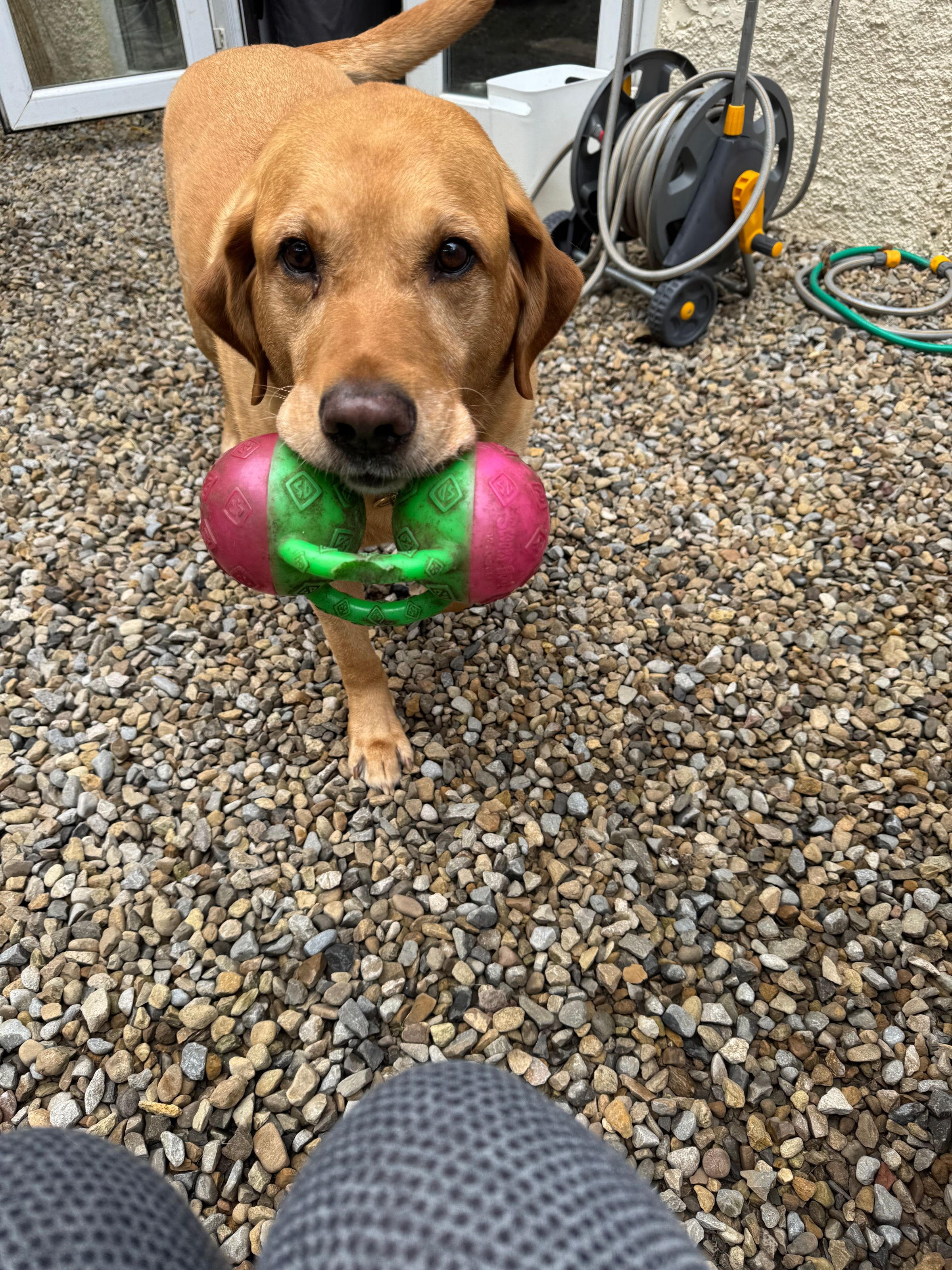 Fetch & Co | Personalised Pet Care Tailored to Every Paw's image